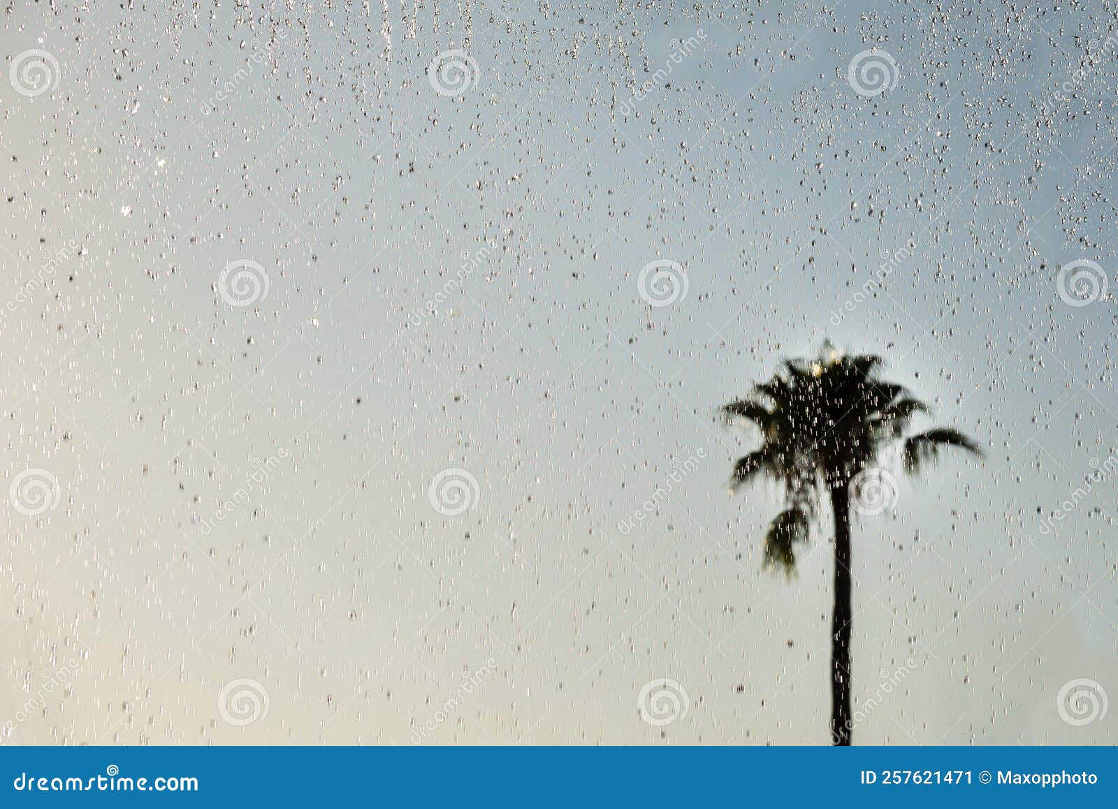Raindrops on the Window on a Rainy Day. Palm Tree Stock Image Image