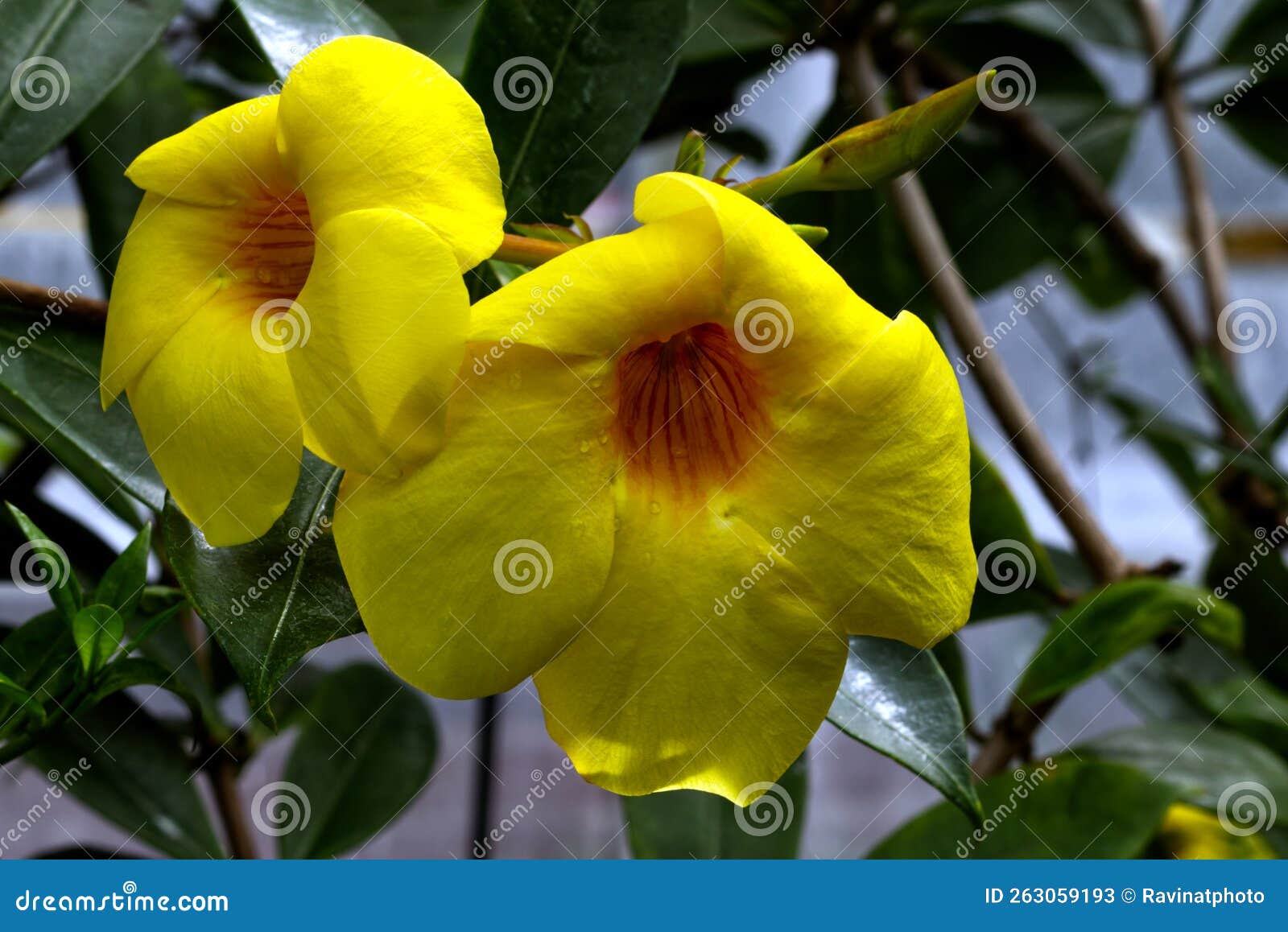 Raindrops on the Yellow Bell Flower, Toronto, on, Canada Stock Image