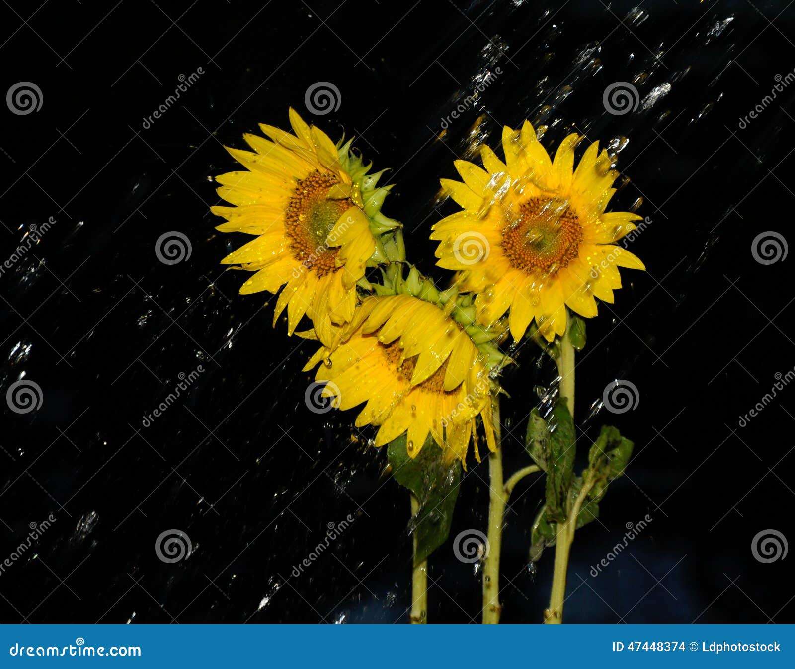 Rainfall over sunflowers stock photo. Image of dark, closeup 47448374