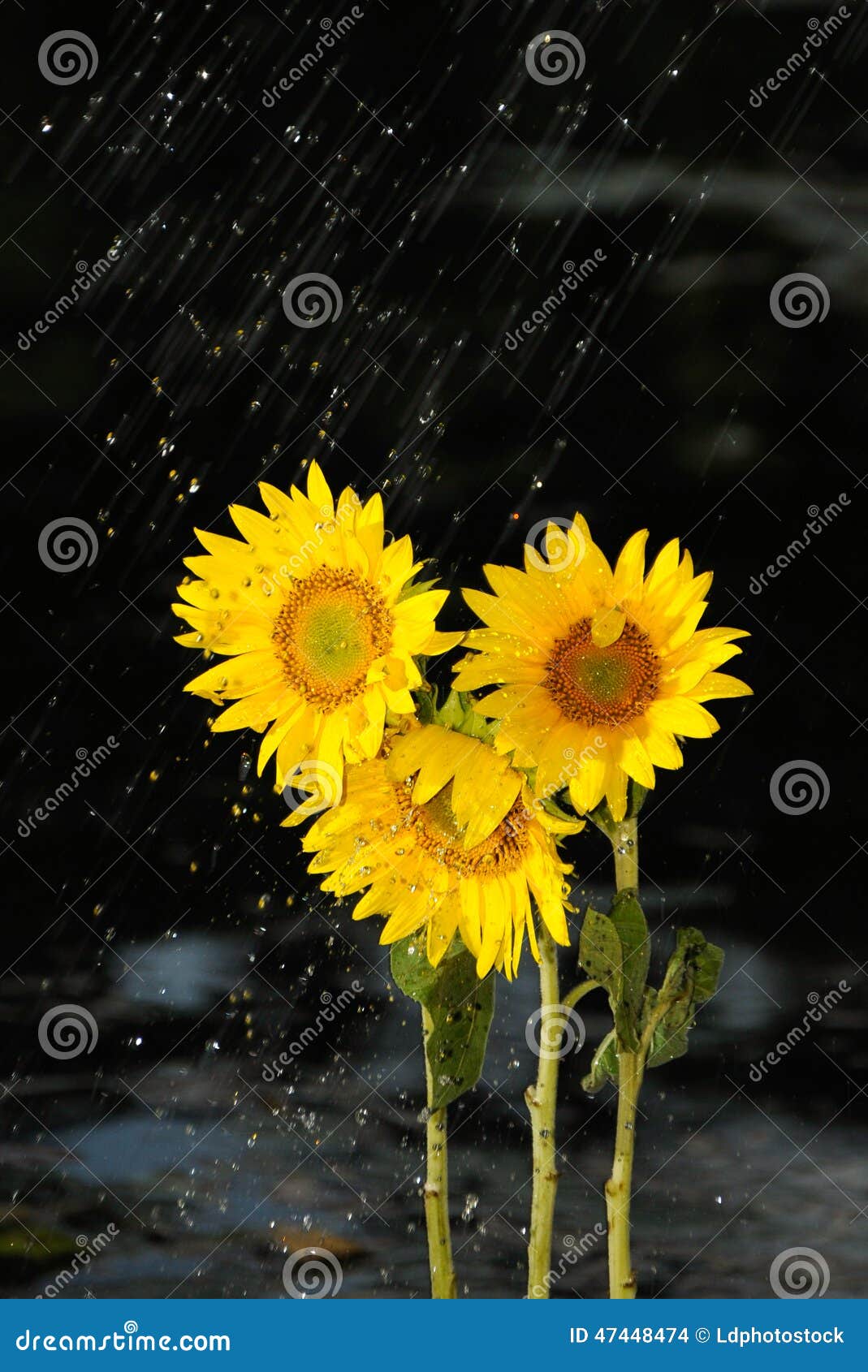 Rainfall over sunflowers stock photo. Image of drop, abstract 47448474