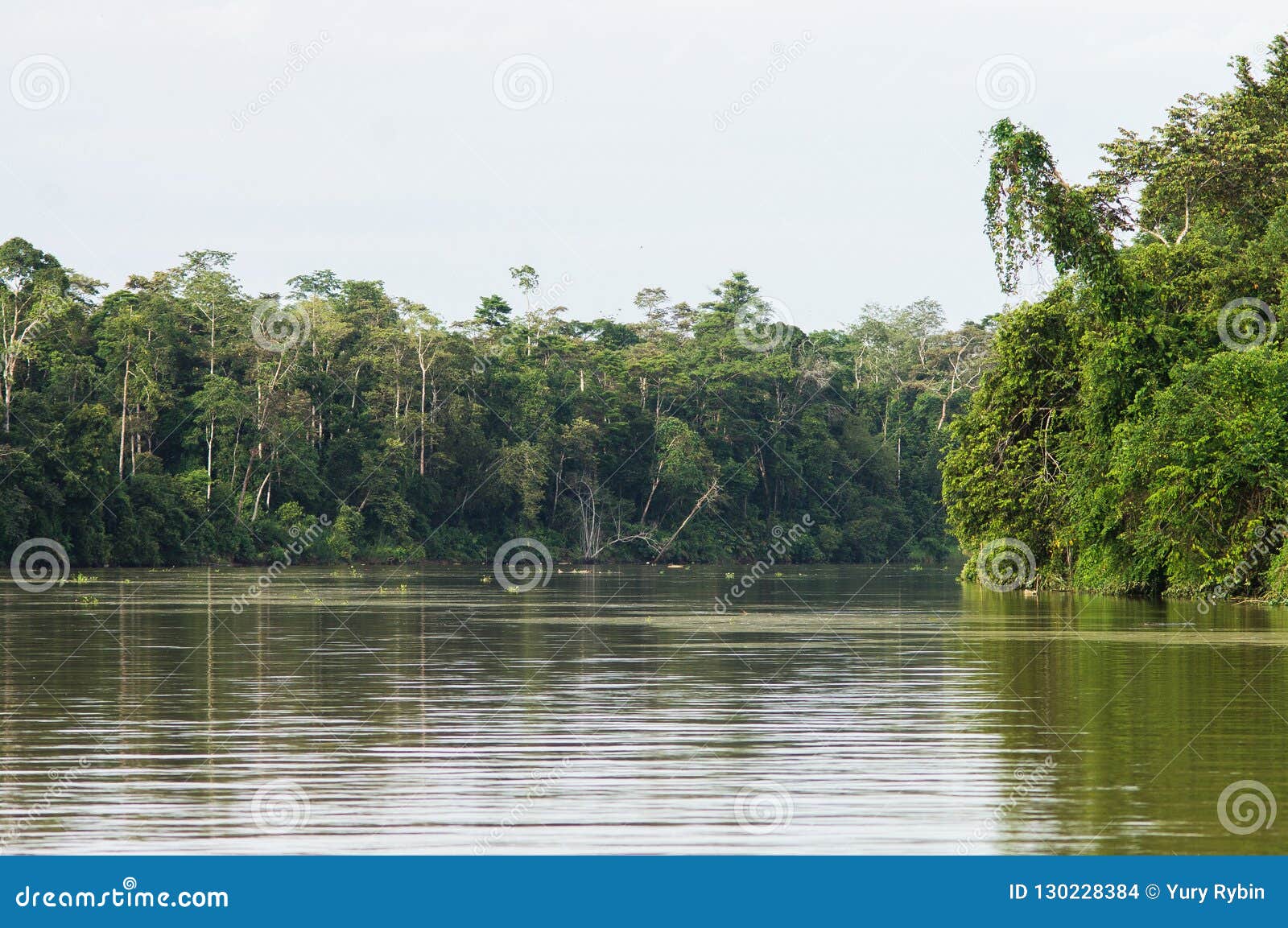 Rainforest Along the Kinabatangan River, Sabah, Borneo. Malaysi Stock ...