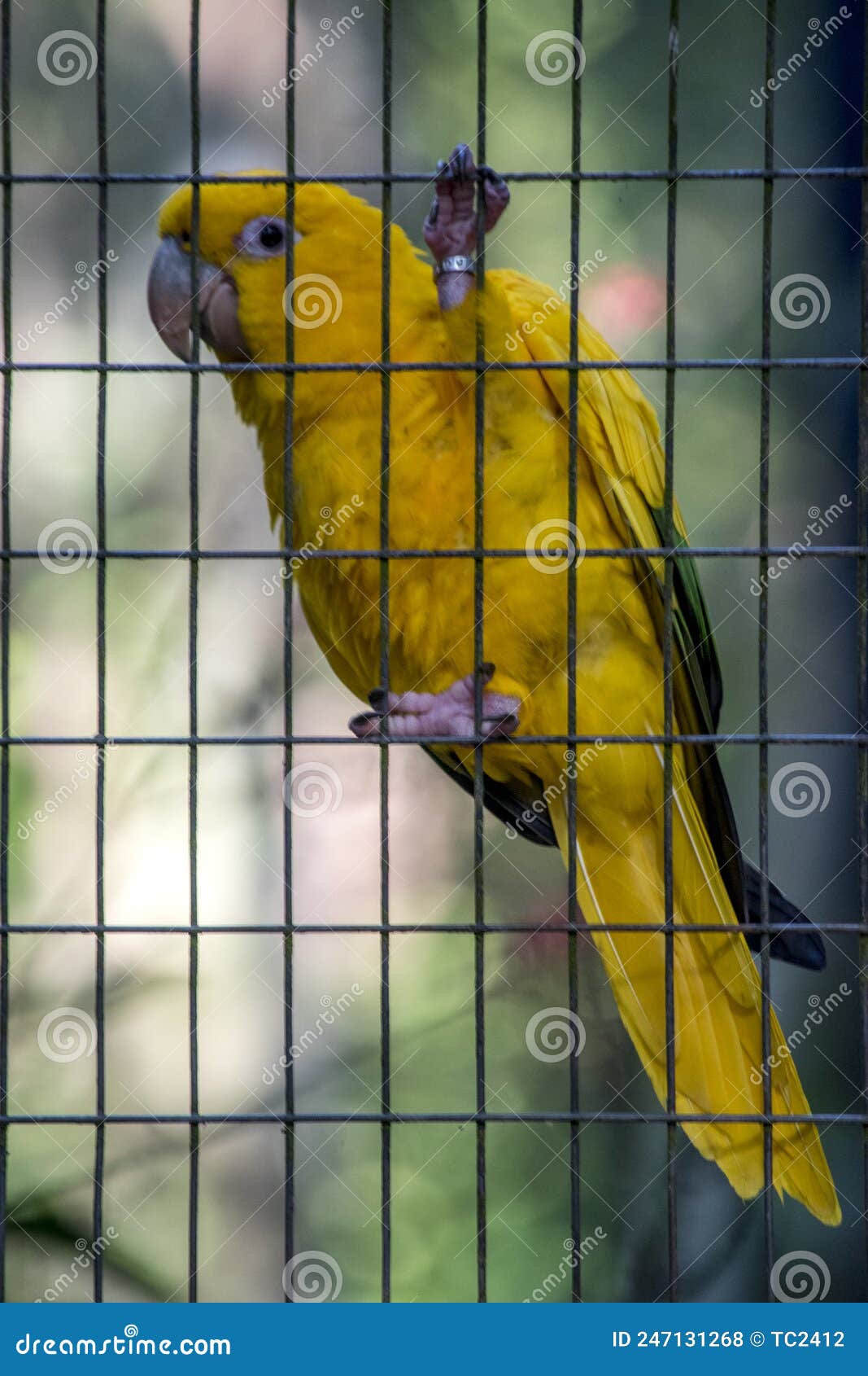 guacamayo guaruba, cotorra dorada, periquito amarillo o aratinga amarilla guaruba guaroubaÃ¢â¬â¹