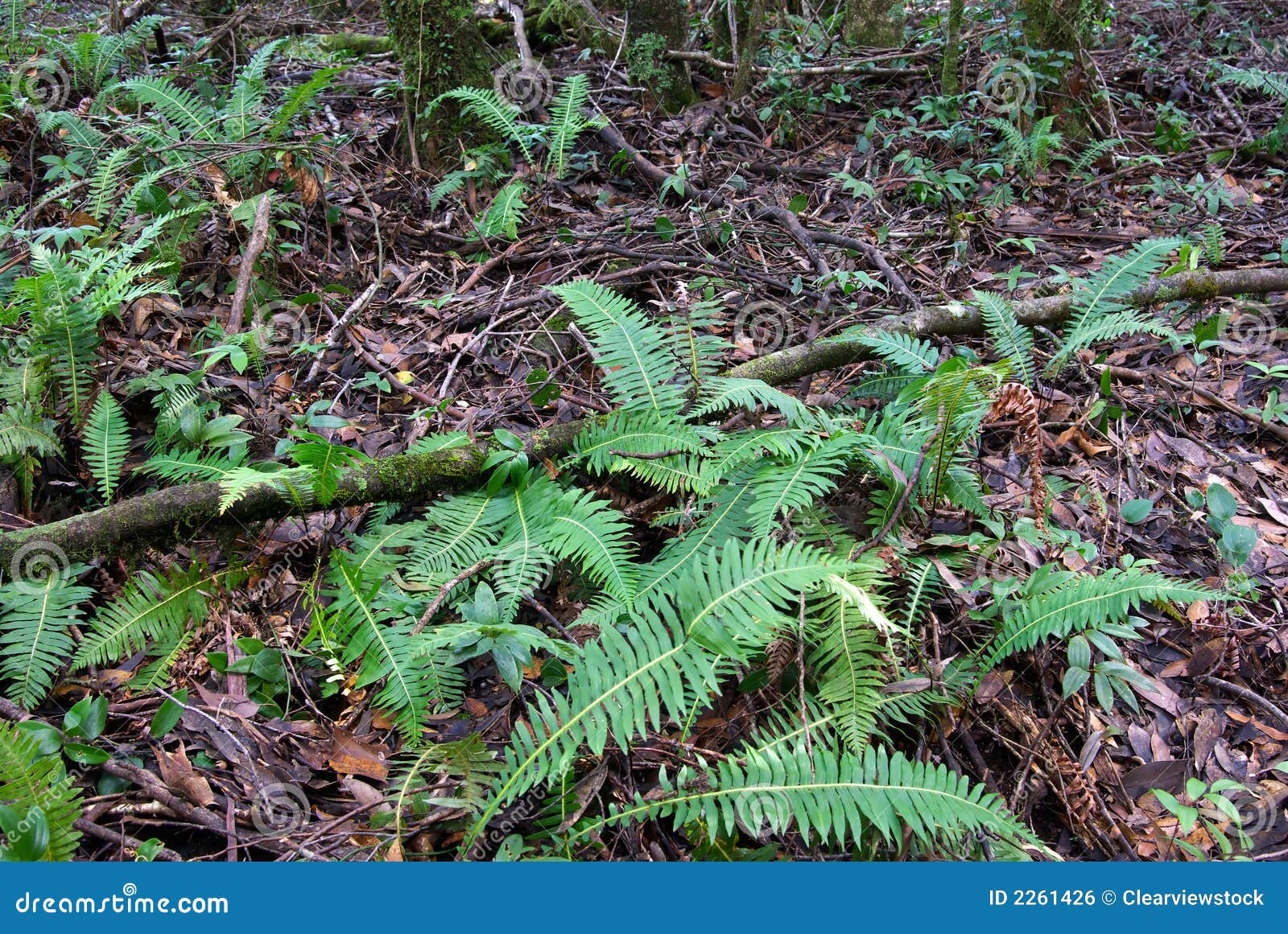 Rainforest Floor Royalty Free Stock Image - Image: 2261426