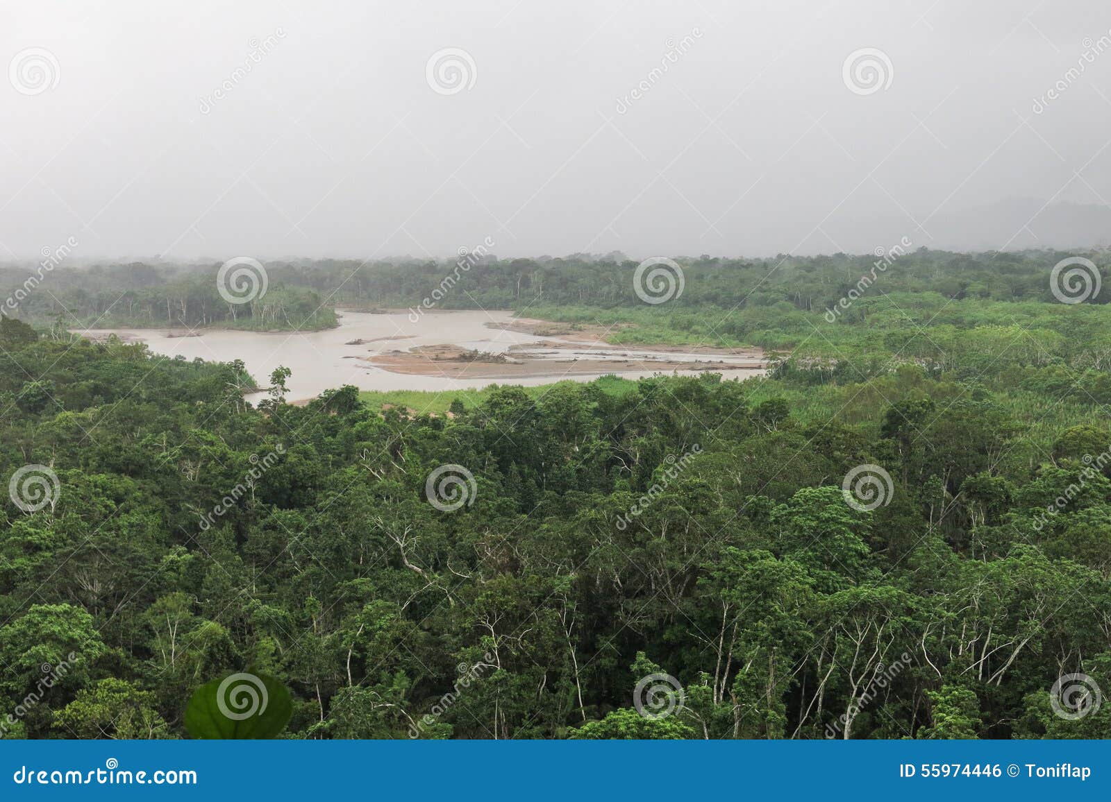 Rainforest. stock photo. Image of amazon, bolivian, jungle 55974446