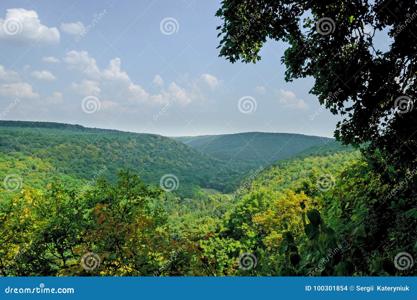 mountain landscape, wonderful forest on mount germinating