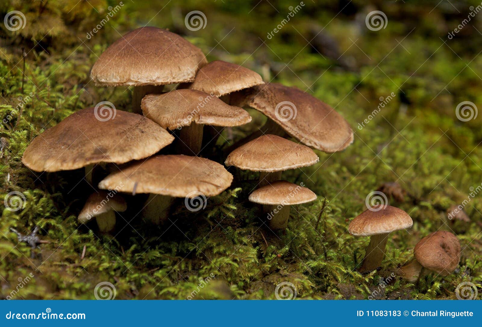 Rainforest mushrooms stock image. Image of group, plant 11083183