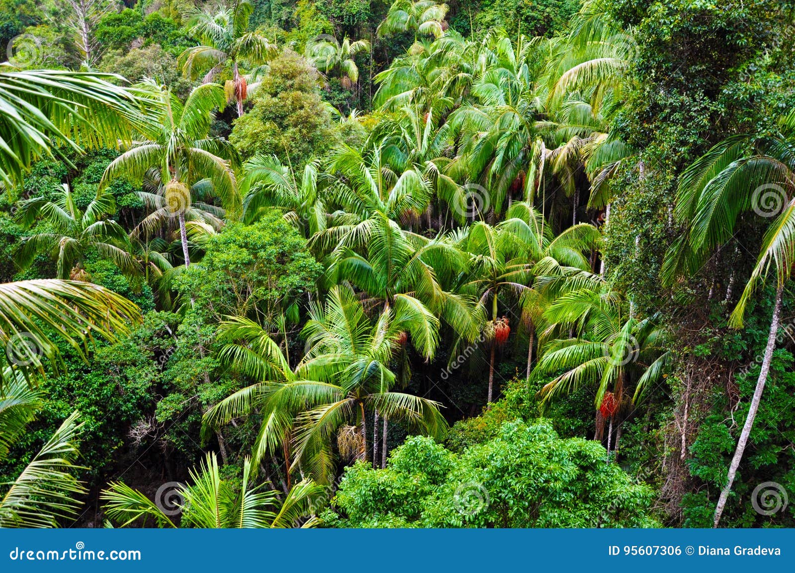 Rainforest Palm Trees stock photo. Image of tropical - 95607306