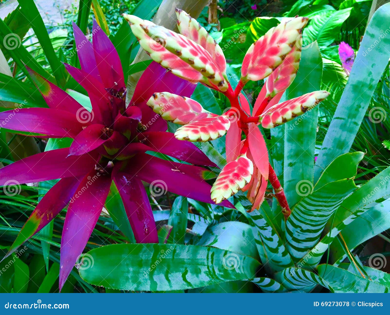 Rainforest Plants stock photo. Image of jungle, plant - 69273078