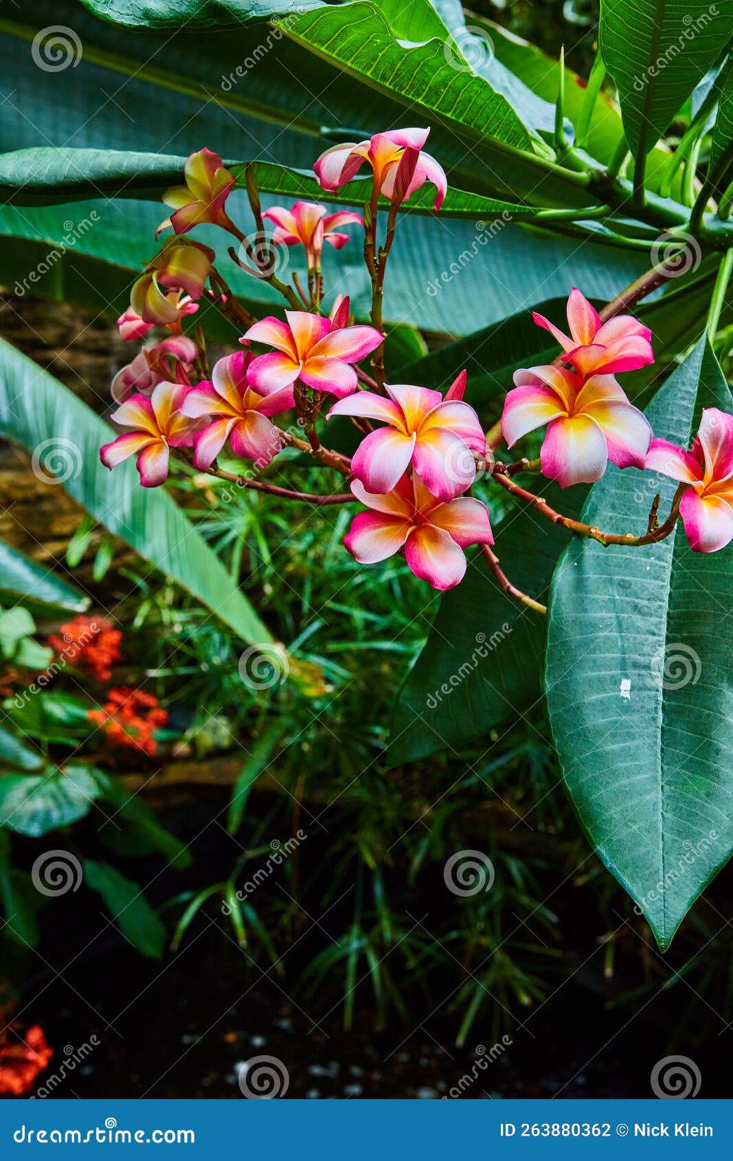 Rainforest Plants and Flowers with Pink and Orange Blossoms Stock Photo