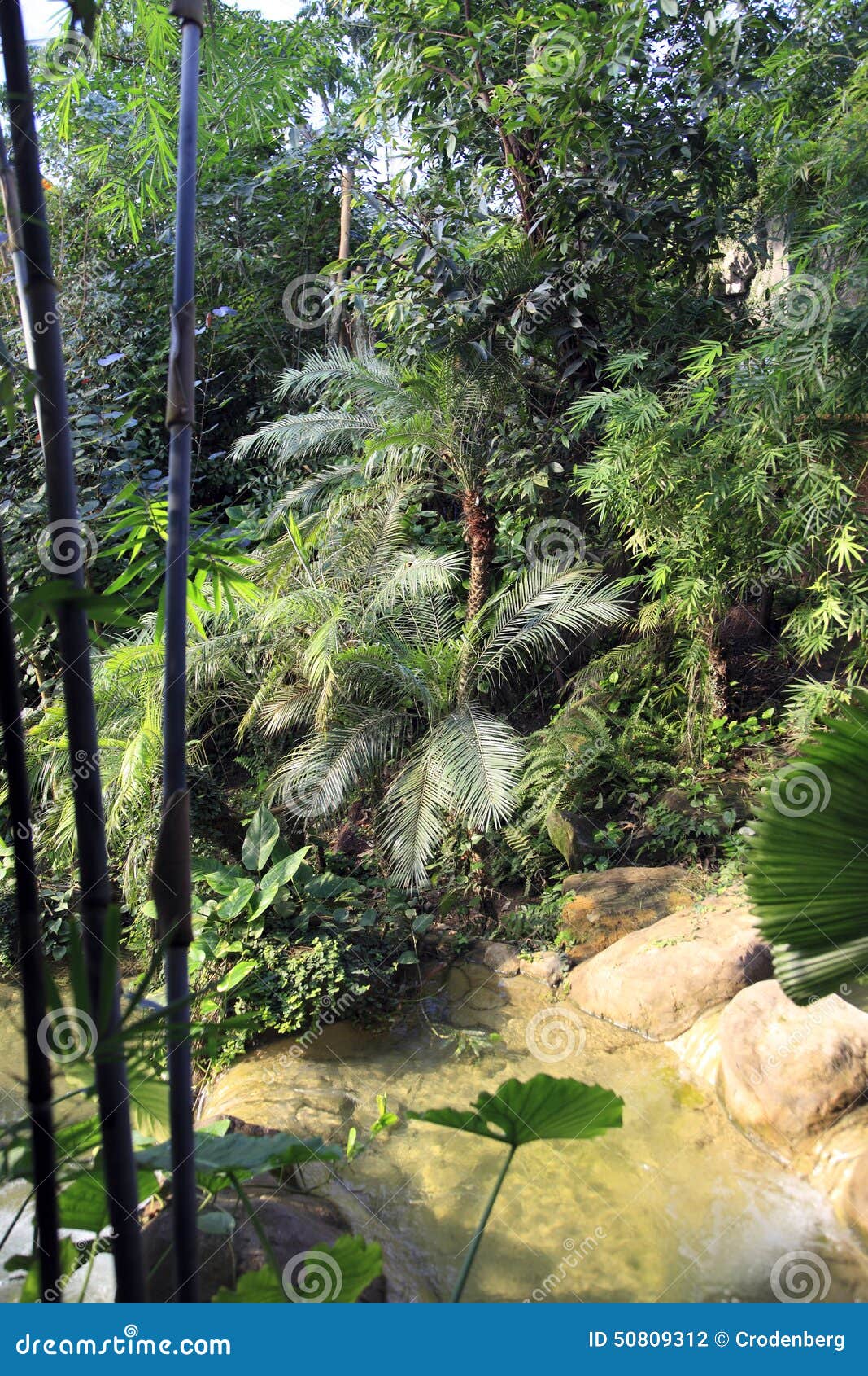 Rainforest Plants and Water Stock Photo Image of nature, jungle 50809312