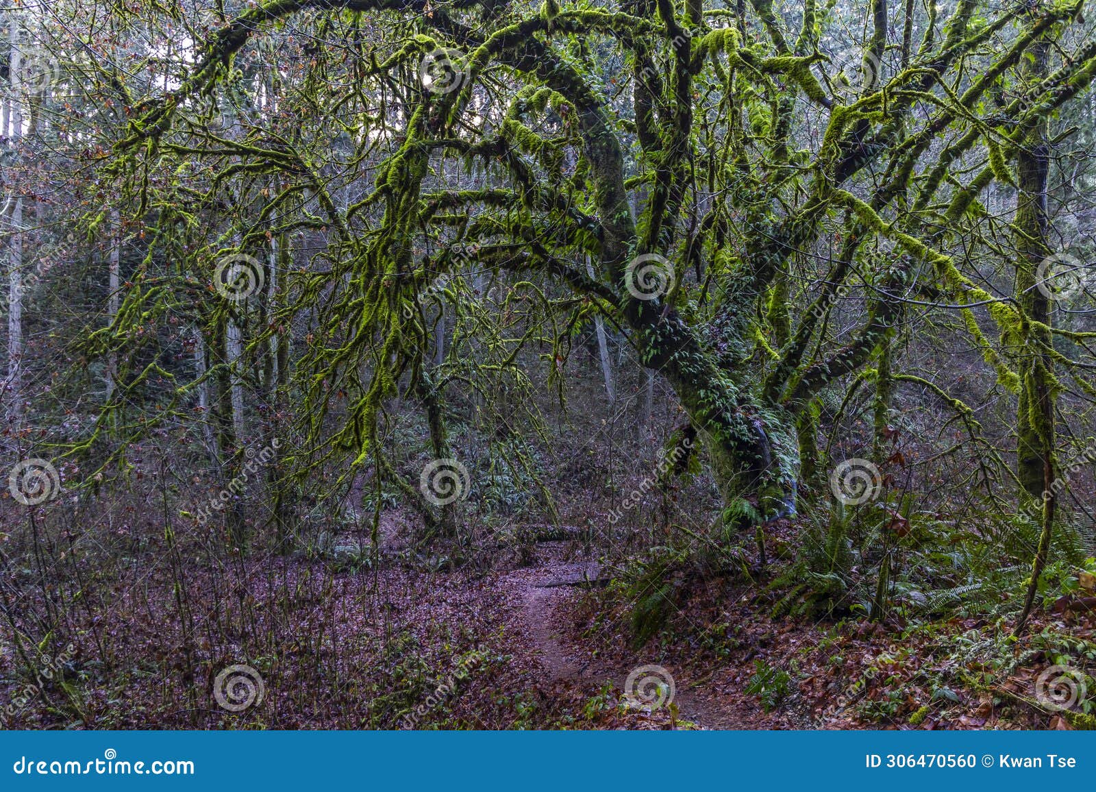 the rainforest scenery from sequalitchew creek trail.