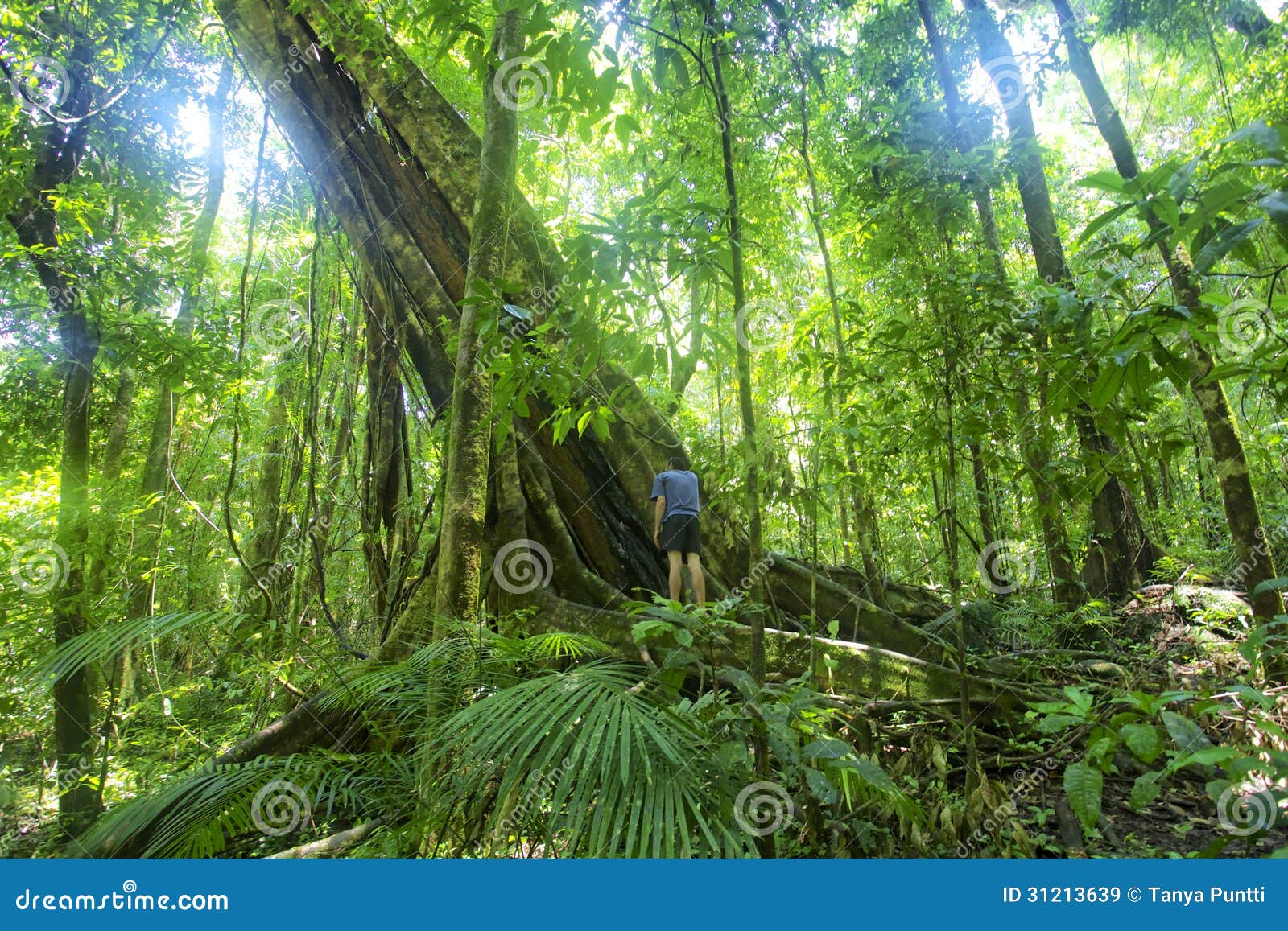 rainforest tree mossman gorge