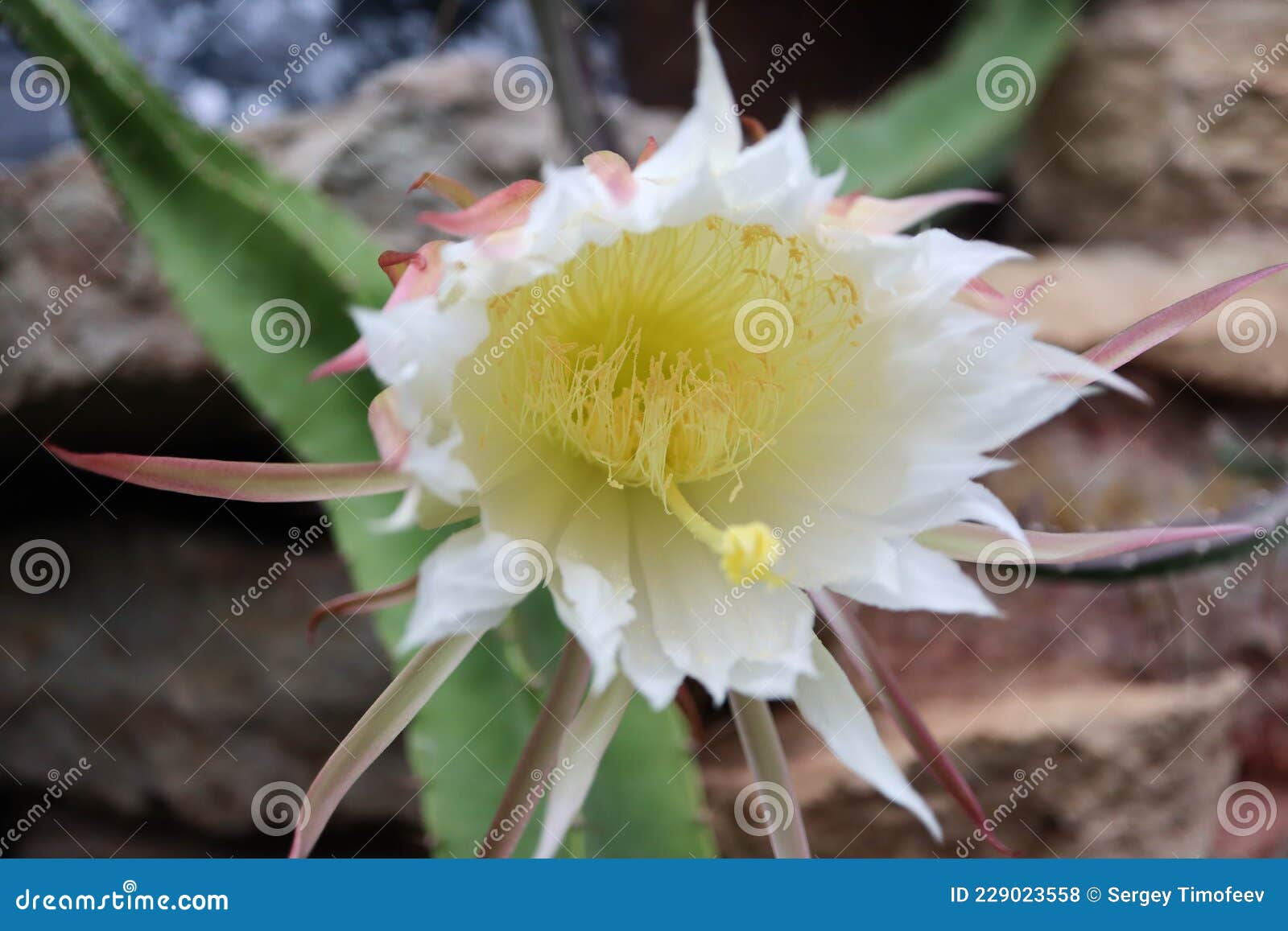 Rainha Da Flor Da Cacto Noturna Em Macro Florescente Foto de Stock - Imagem  de nave, flor: 229023558