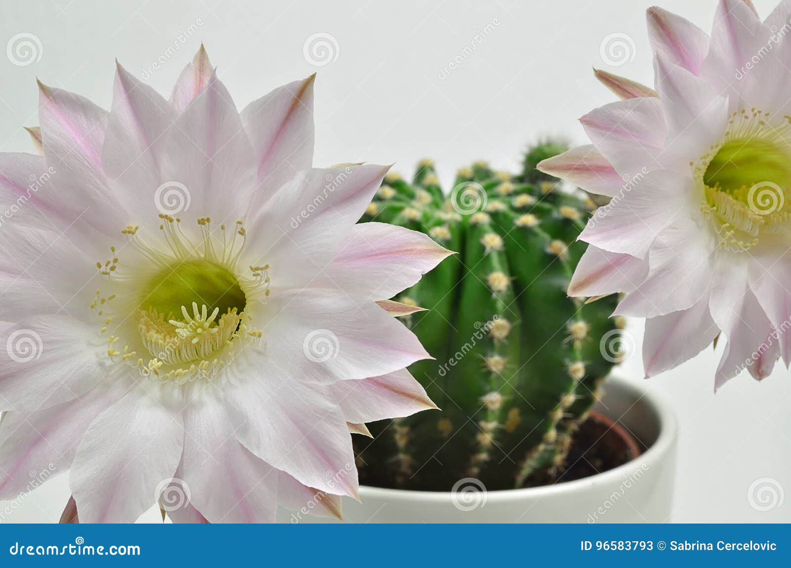 Rainha Do Cacto Da Noite Com Flor Imagem de Stock - Imagem de amarelo,  plantas: 96583793