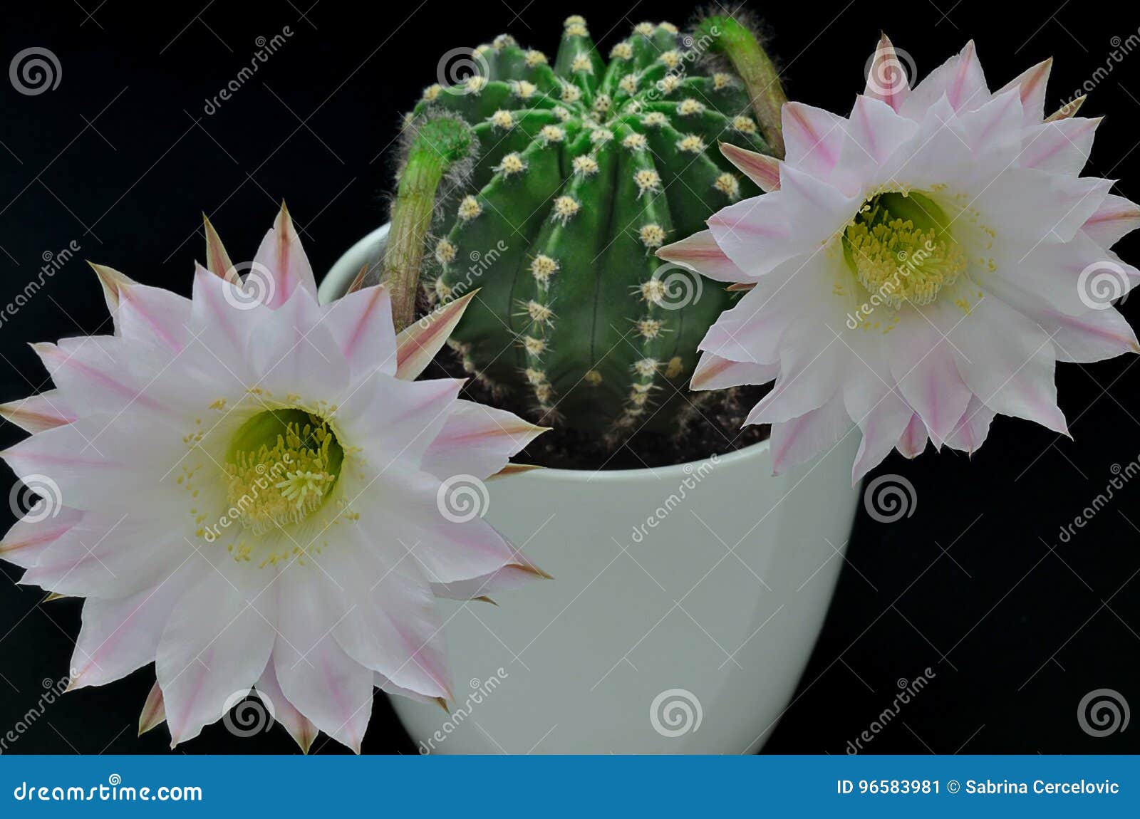 Rainha Do Cacto Da Noite Com Flores Imagem de Stock - Imagem de planta,  gomos: 96583981