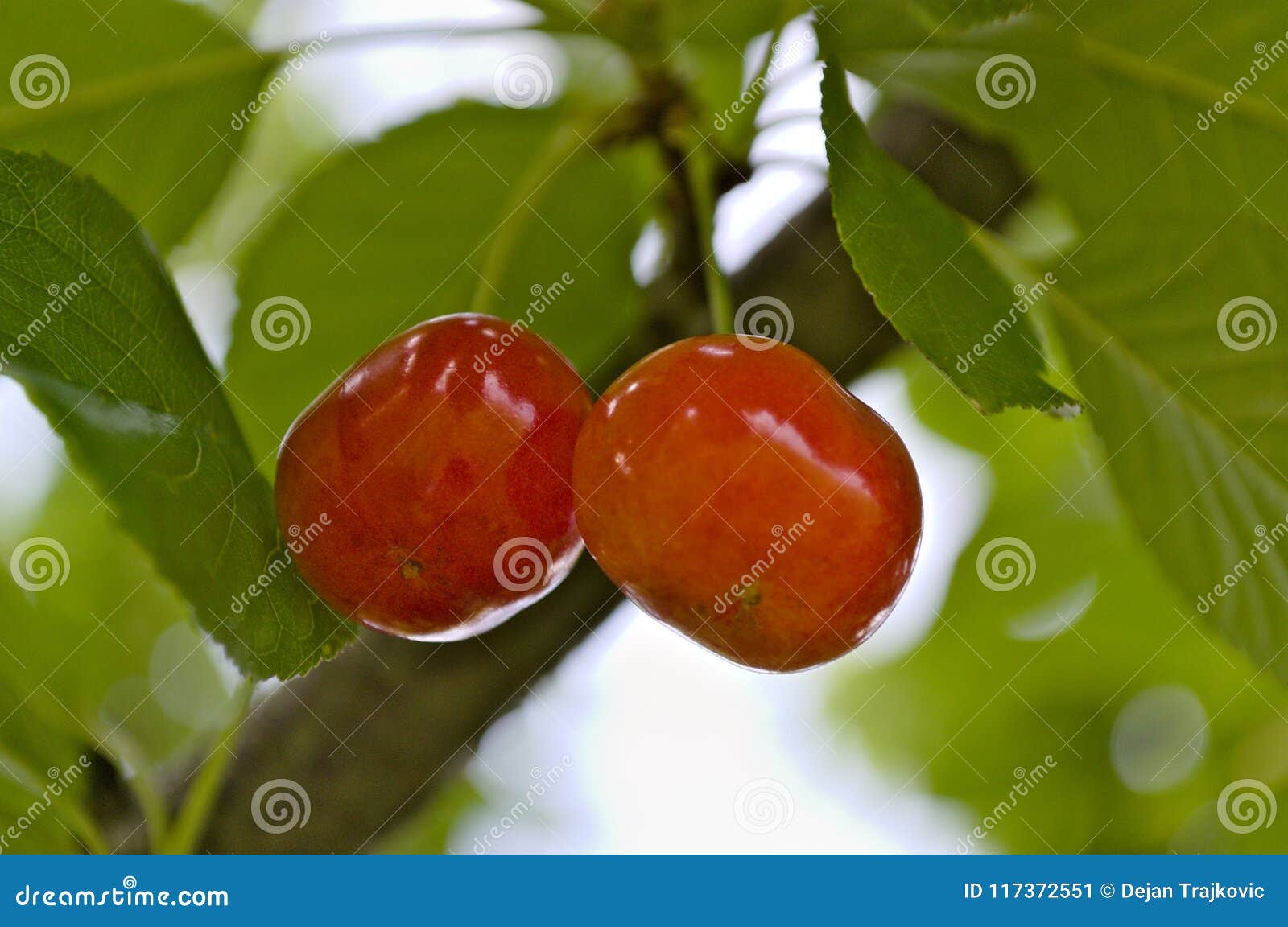 Royal Ann Cherry Images – Browse 264 Stock Photos, Vectors, and Video