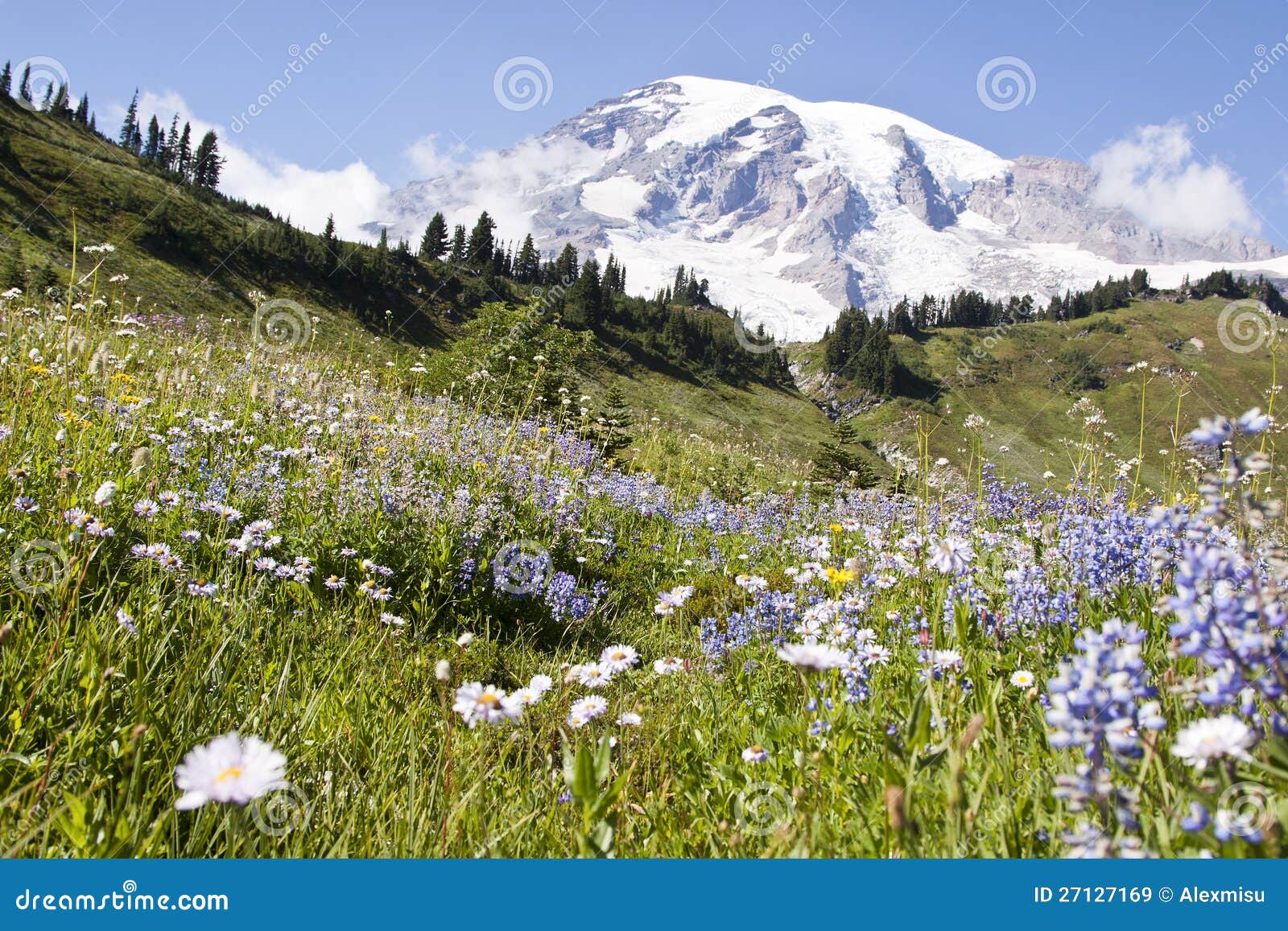 Rainier wildflowers stock image. Image of blue, forest 27127169
