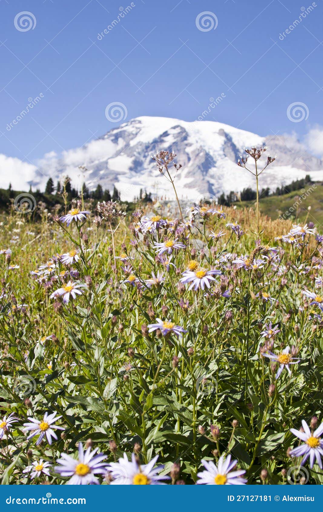 Rainier wildflowers stock image. Image of colorful, indian 27127181
