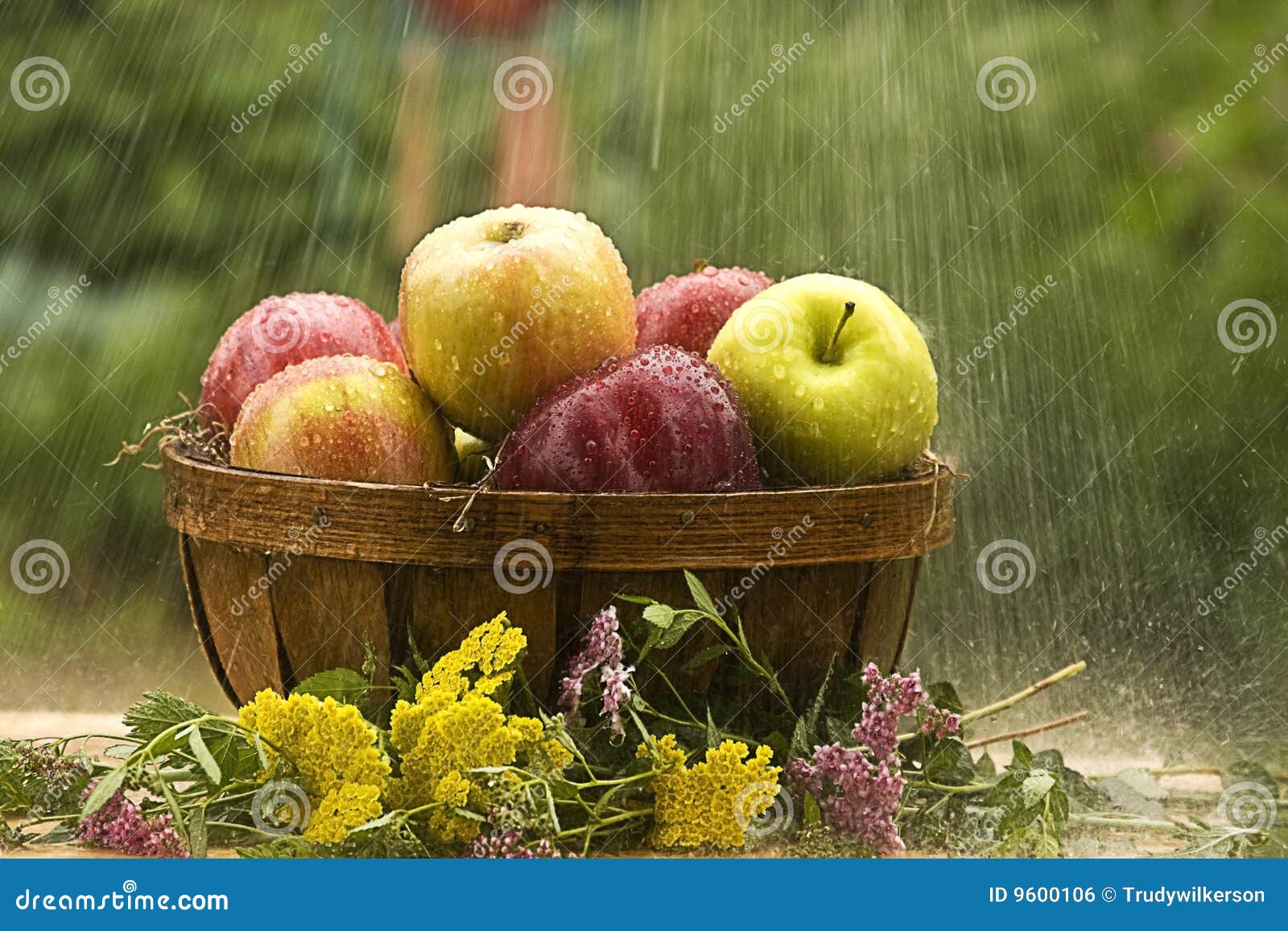 Raining on Apples stock photo. Image of delicious, drops 9600106