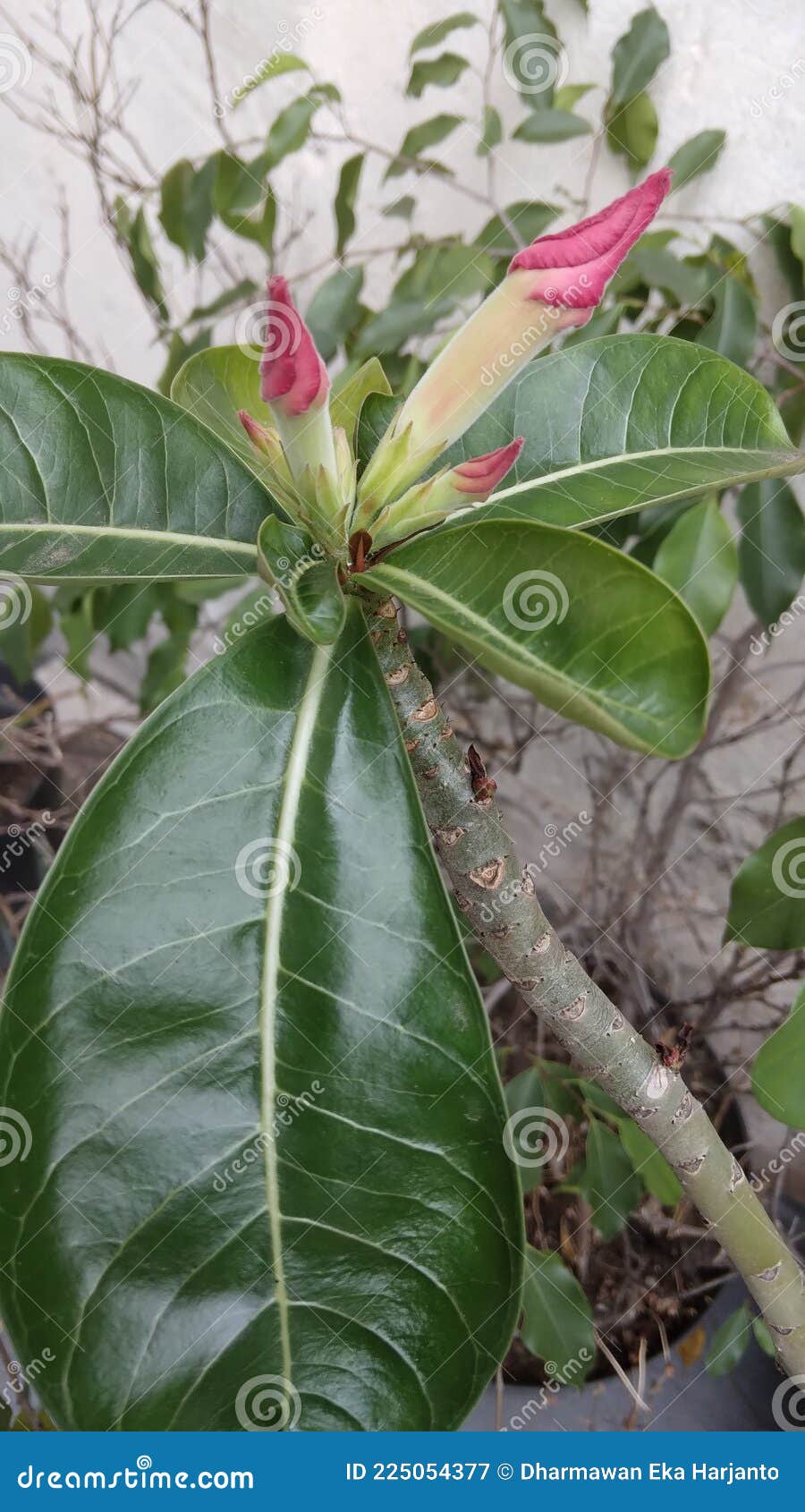 After it Rains, Frangipani Flowers Will Bloom Again Stock Image Image