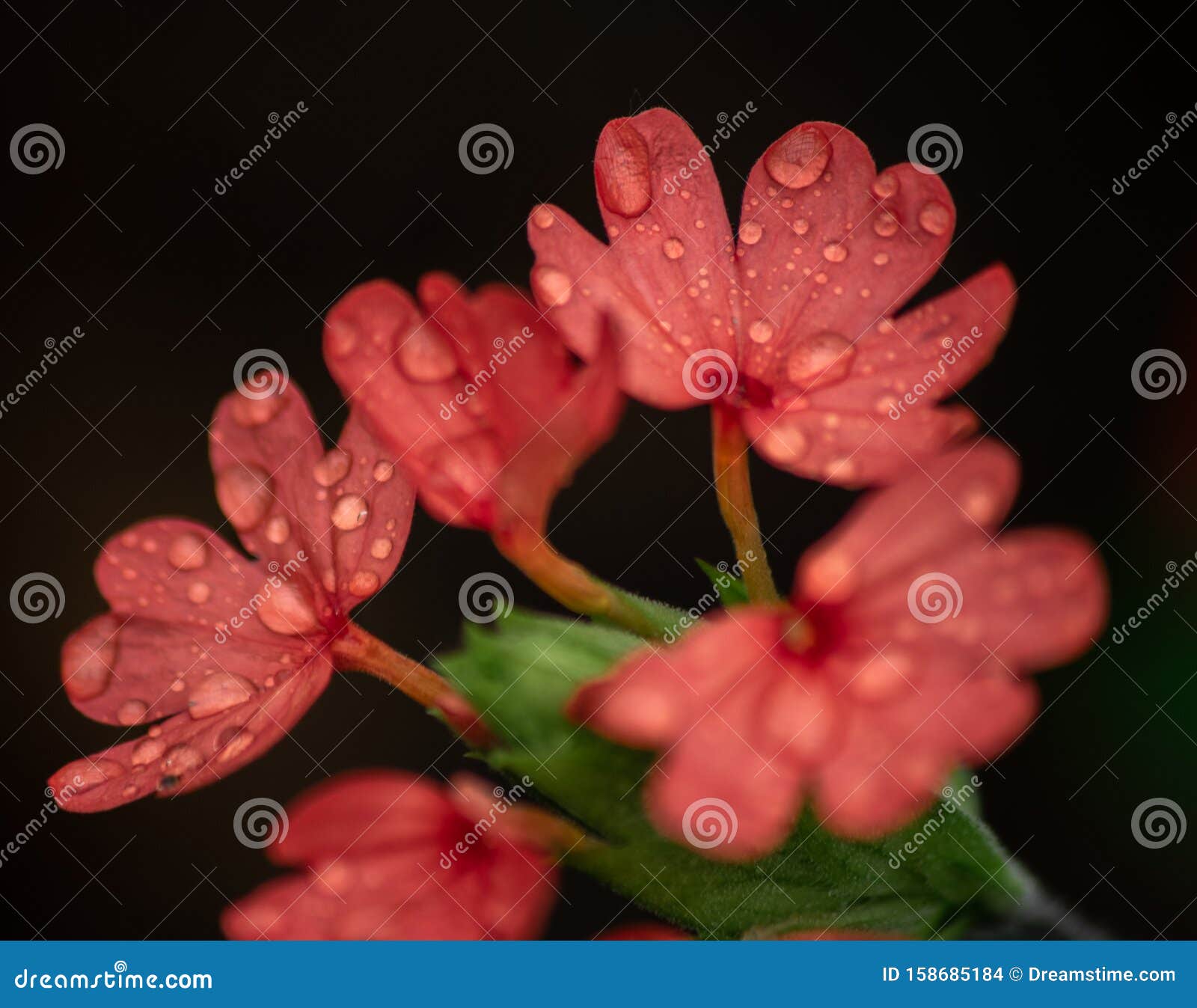 the rains washes the red onto the flowers.