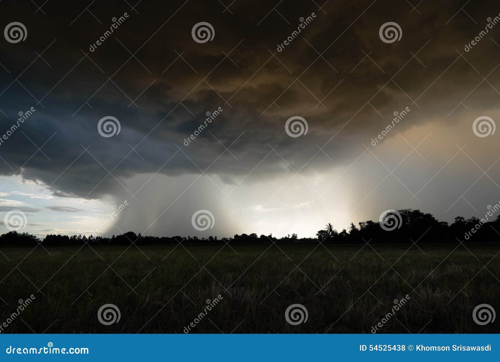 Rainstorm. Temporal de lluvia en la puesta del sol en un campo del arroz