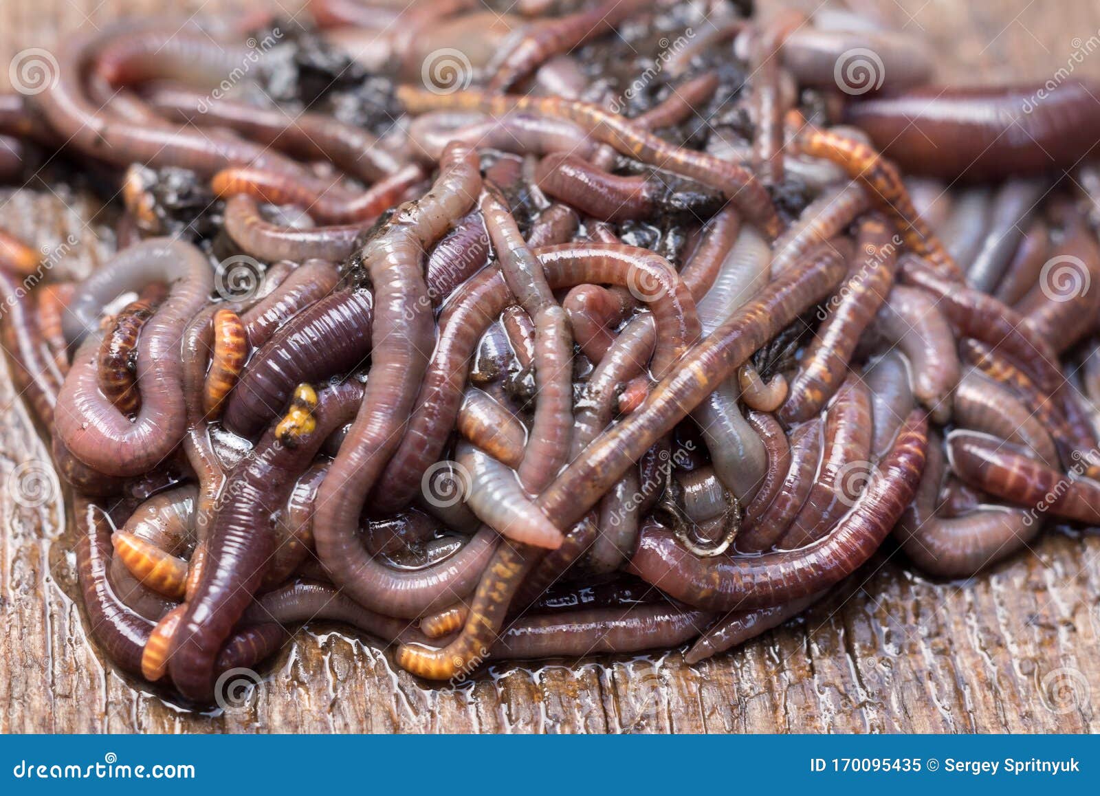 Rainwater and Manure Worms on the Wooden Surface, Bait for Fishing Stock  Image - Image of hunting, fish: 170095435
