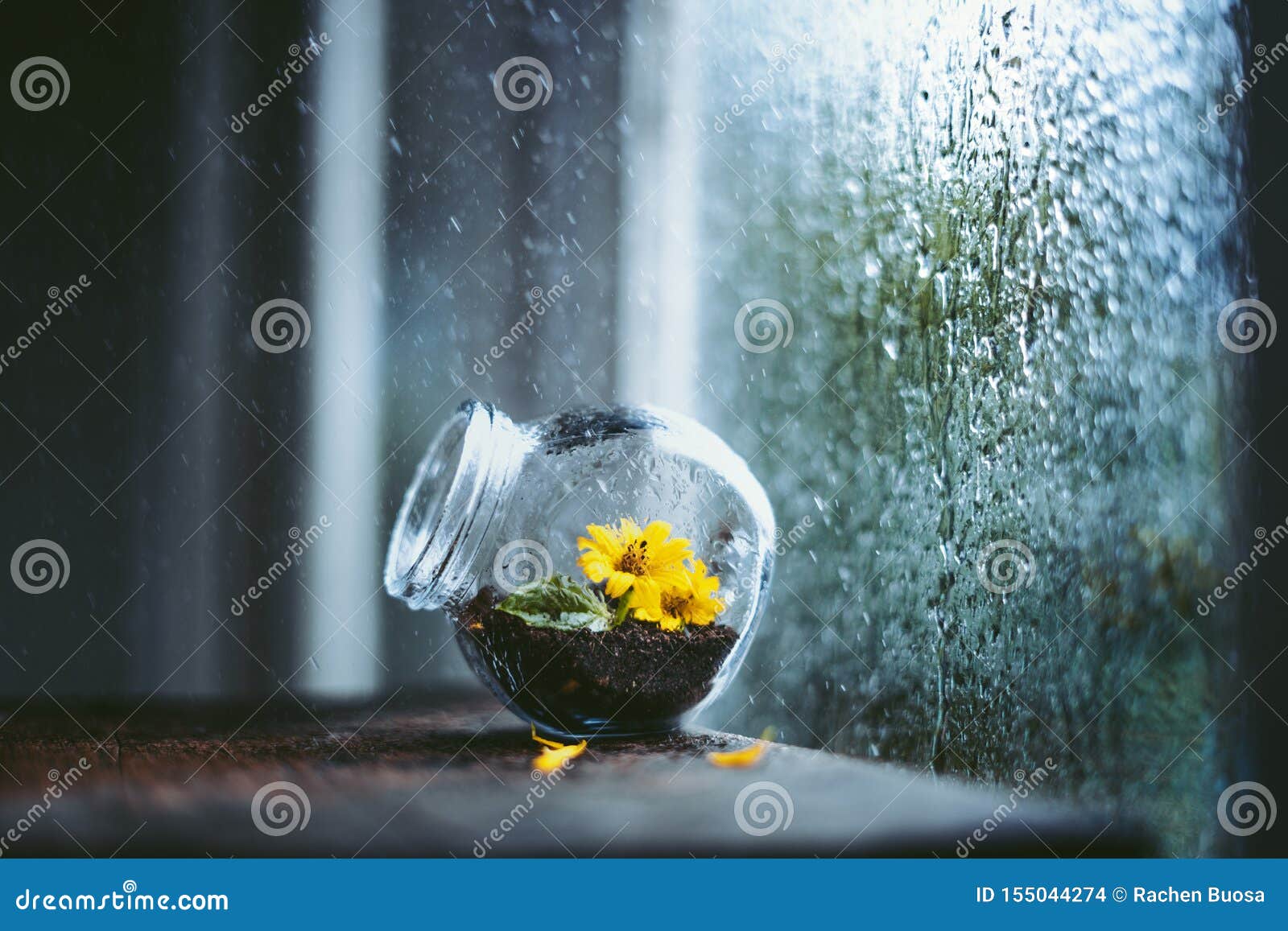 Rainy Day Flowers in the Glass at the Window of Rainy Days Stock Photo
