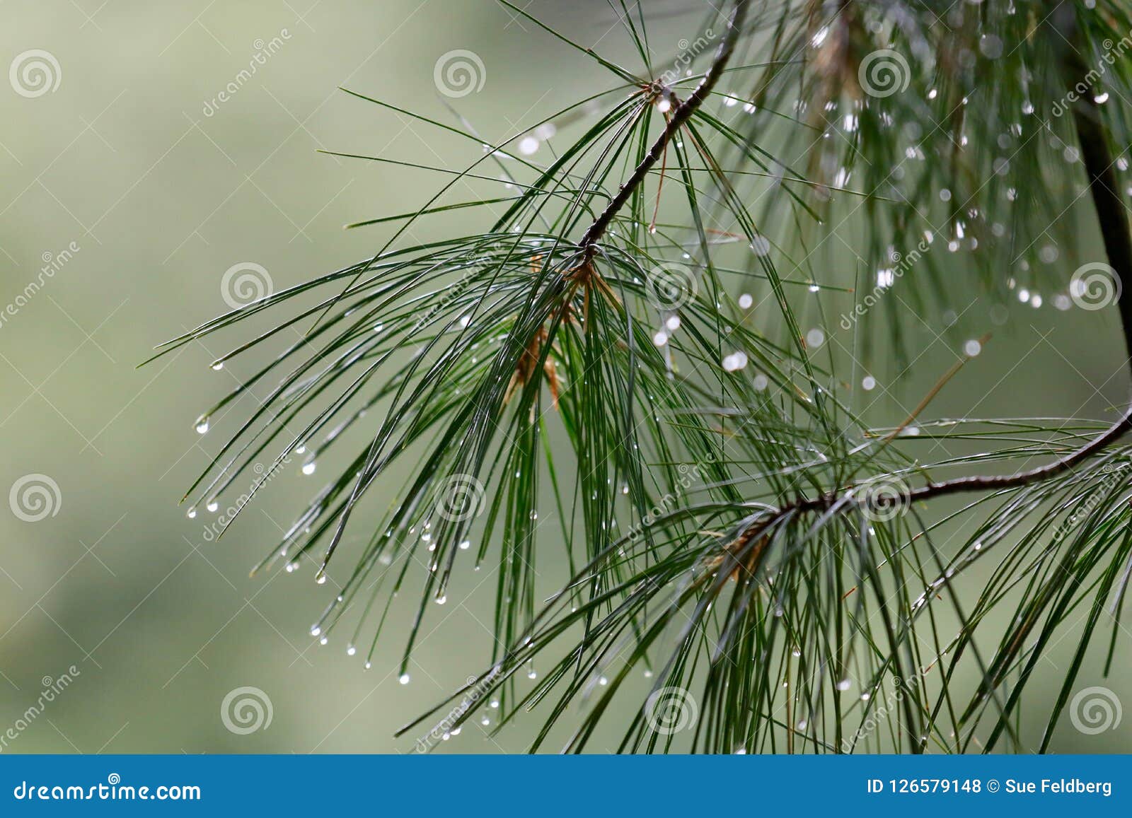 Pine Branches in the Rain stock photo. Image of rainy - 126579148