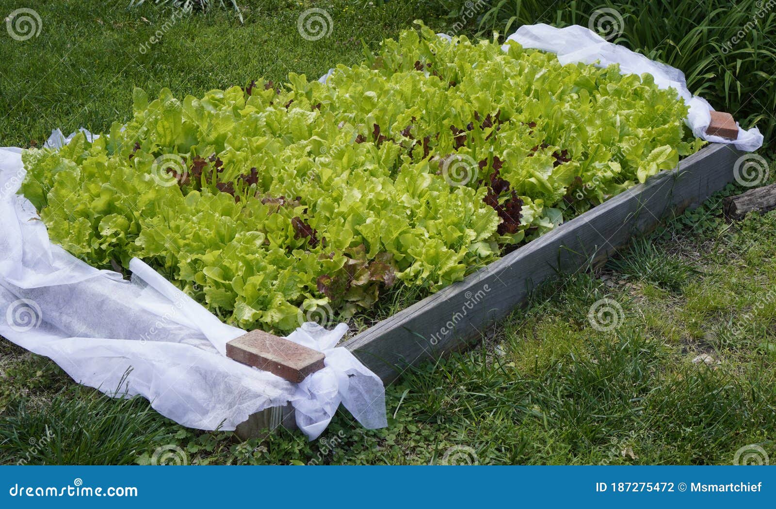 Raised bed lettuce stock photo. Image of lettuce, outdoor 187275472
