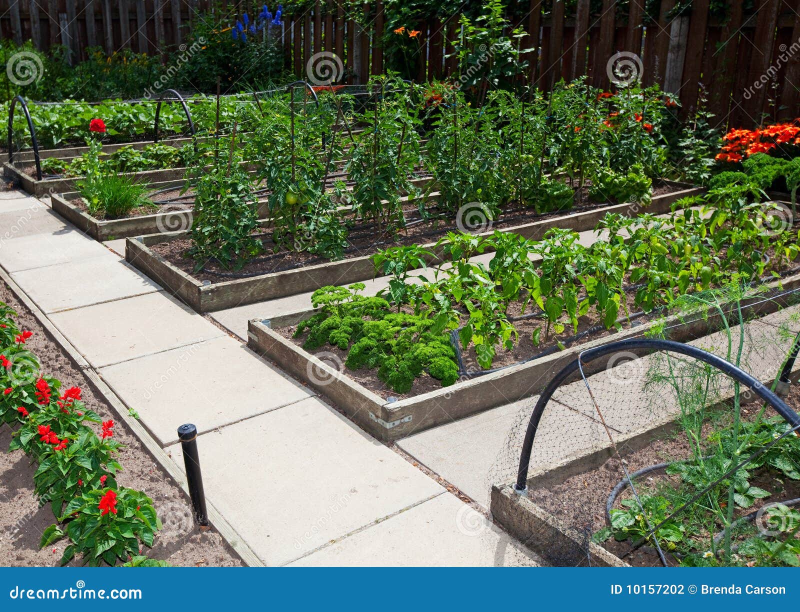 Raised Vegetable Garden Beds Stock Photo Image Of Pepper Summer