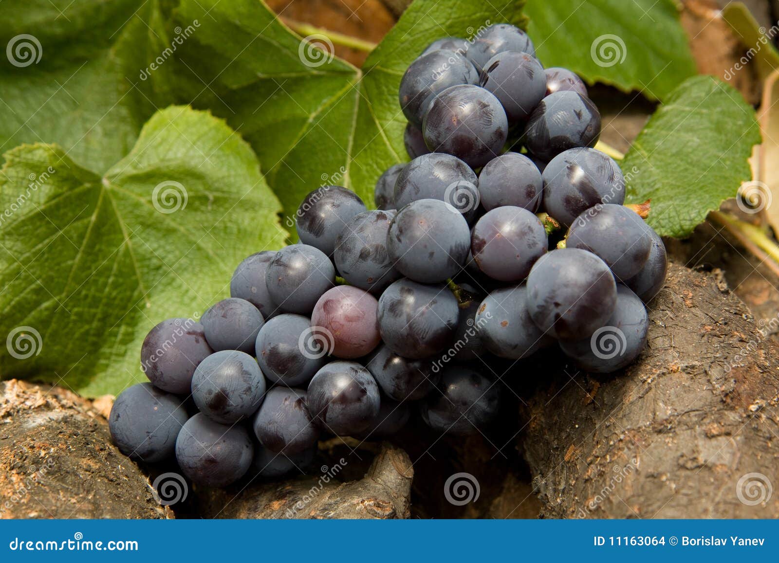 Raisin de vin rouge photo stock. Image du jardin, lame 11163064