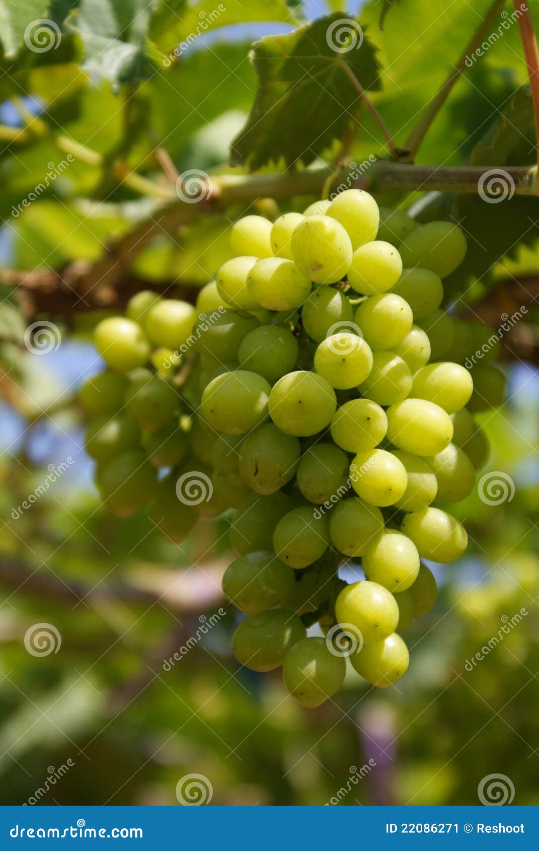 Raisin vert image stock. Image du coloré, extérieur, fond 22086271