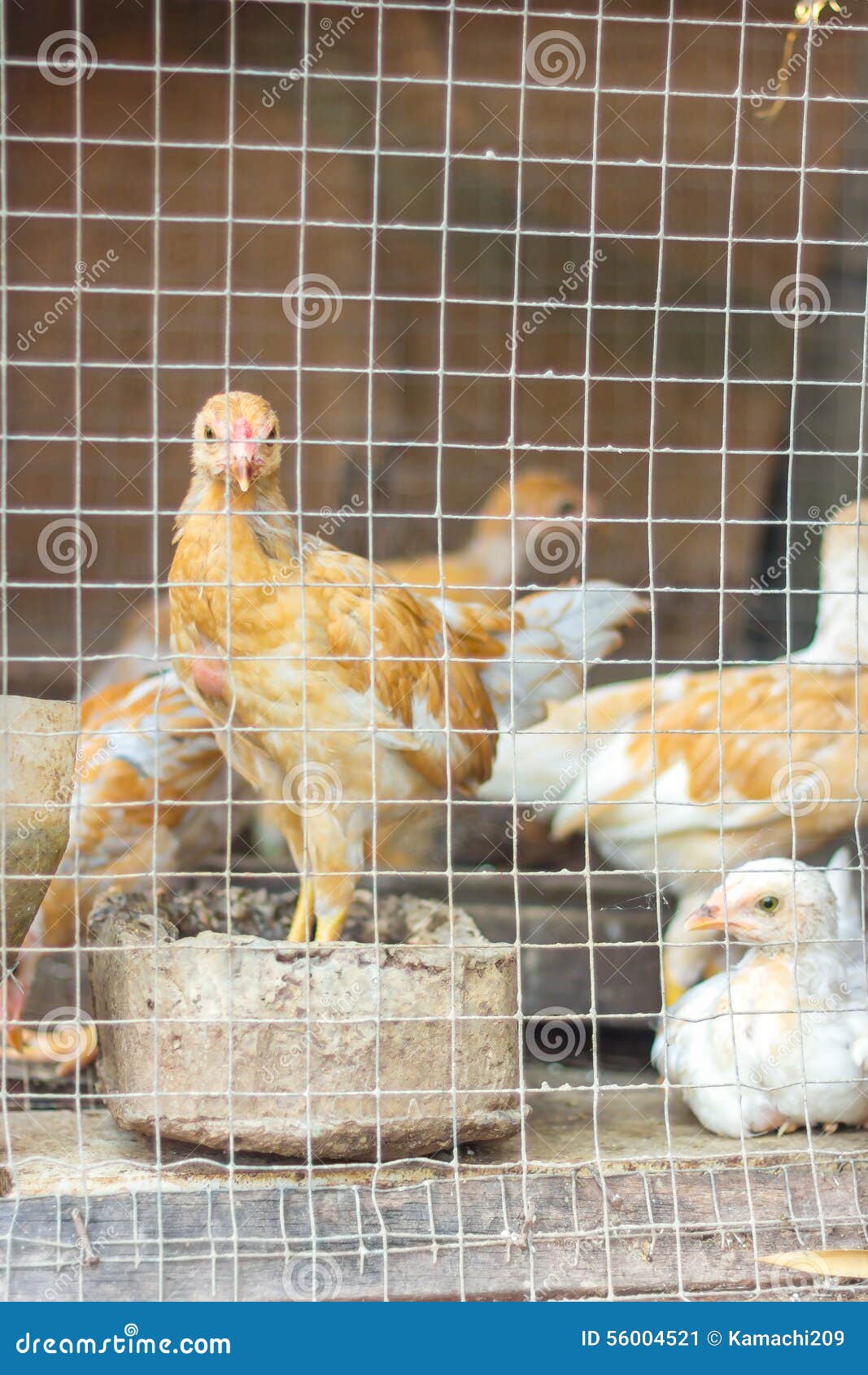 By Raising Chickens in Cages. Stock Image Image of poultry, range