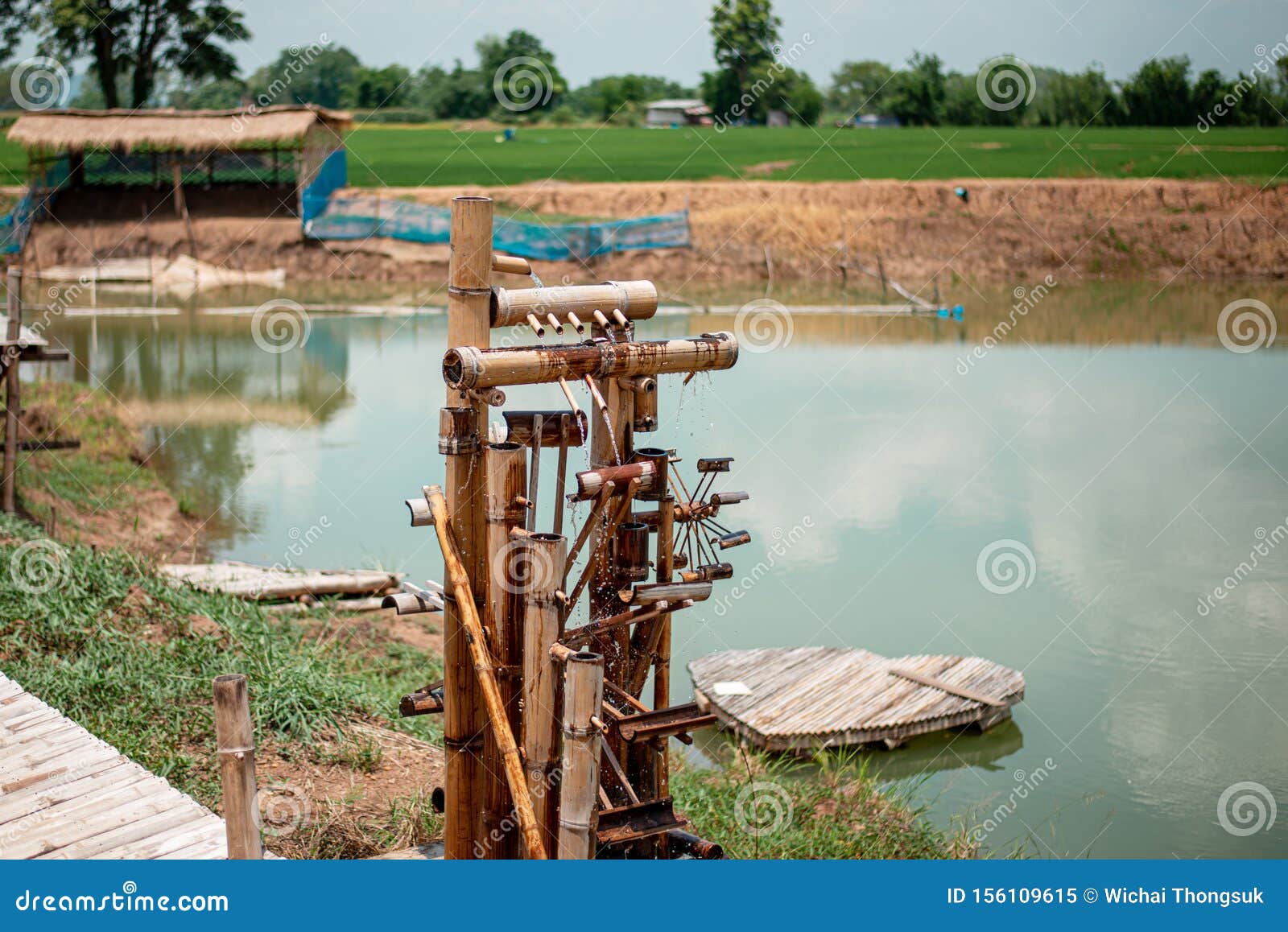 Raising Ducks at the Pond in the Rice Fields Stock Image Image of forage, beautiful 156109615