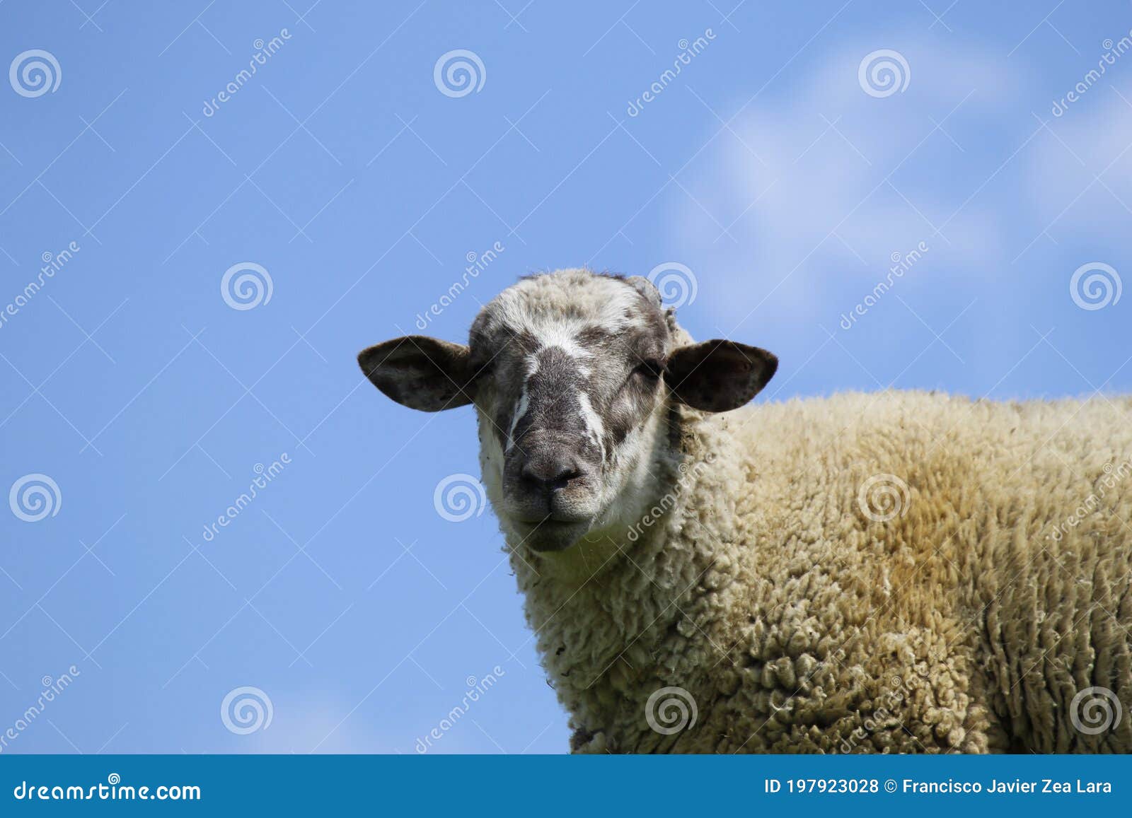 Raising Farm Animals for Sale and Consumption Stock Photo - Image of sheep, cute: 197923028 Raising Farm Animals for Sale and Consumption Stock Photo - Image of sheep, cute: 197923028