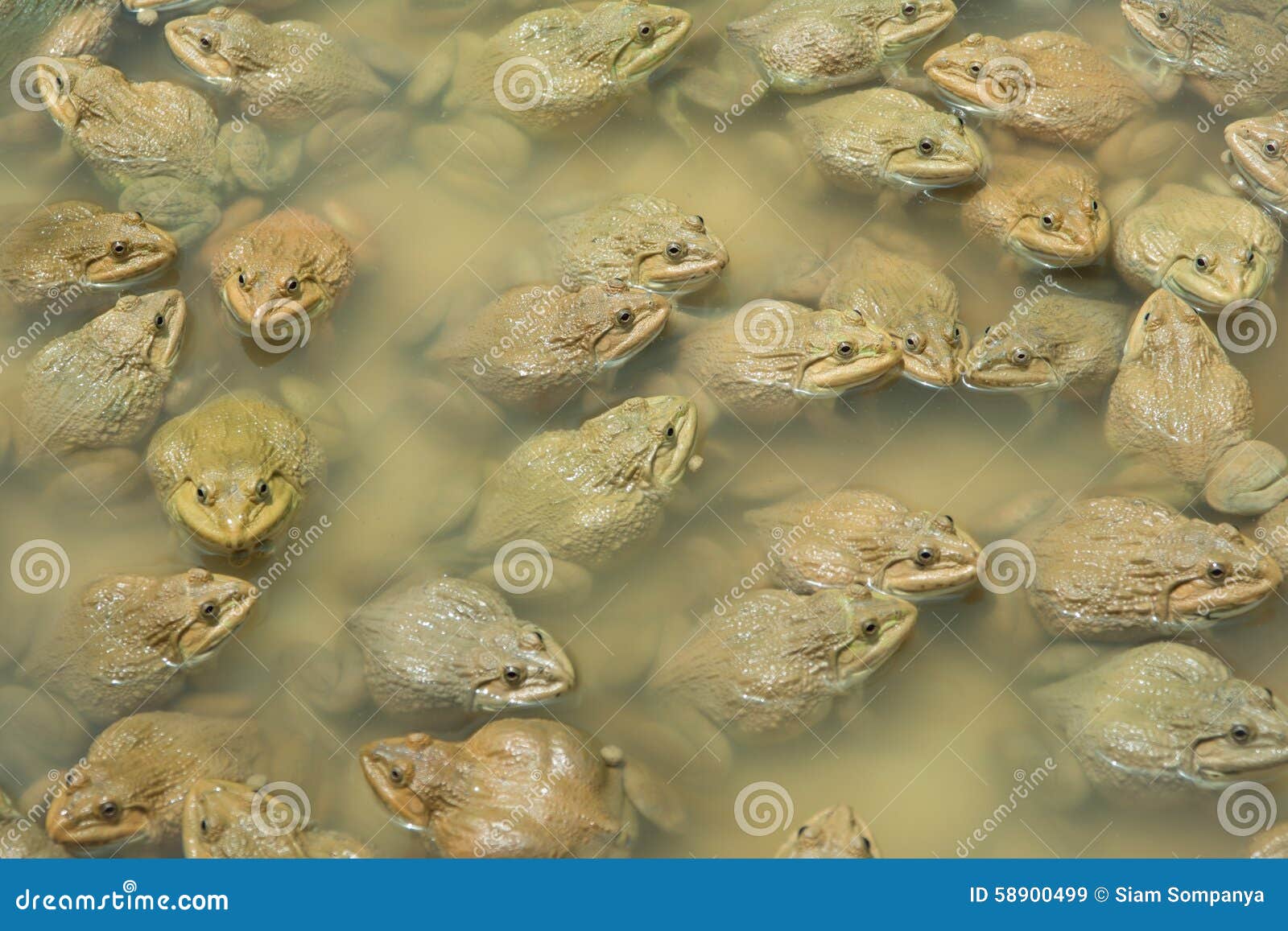 The raising frogs in pond stock image. Image of food 58900499