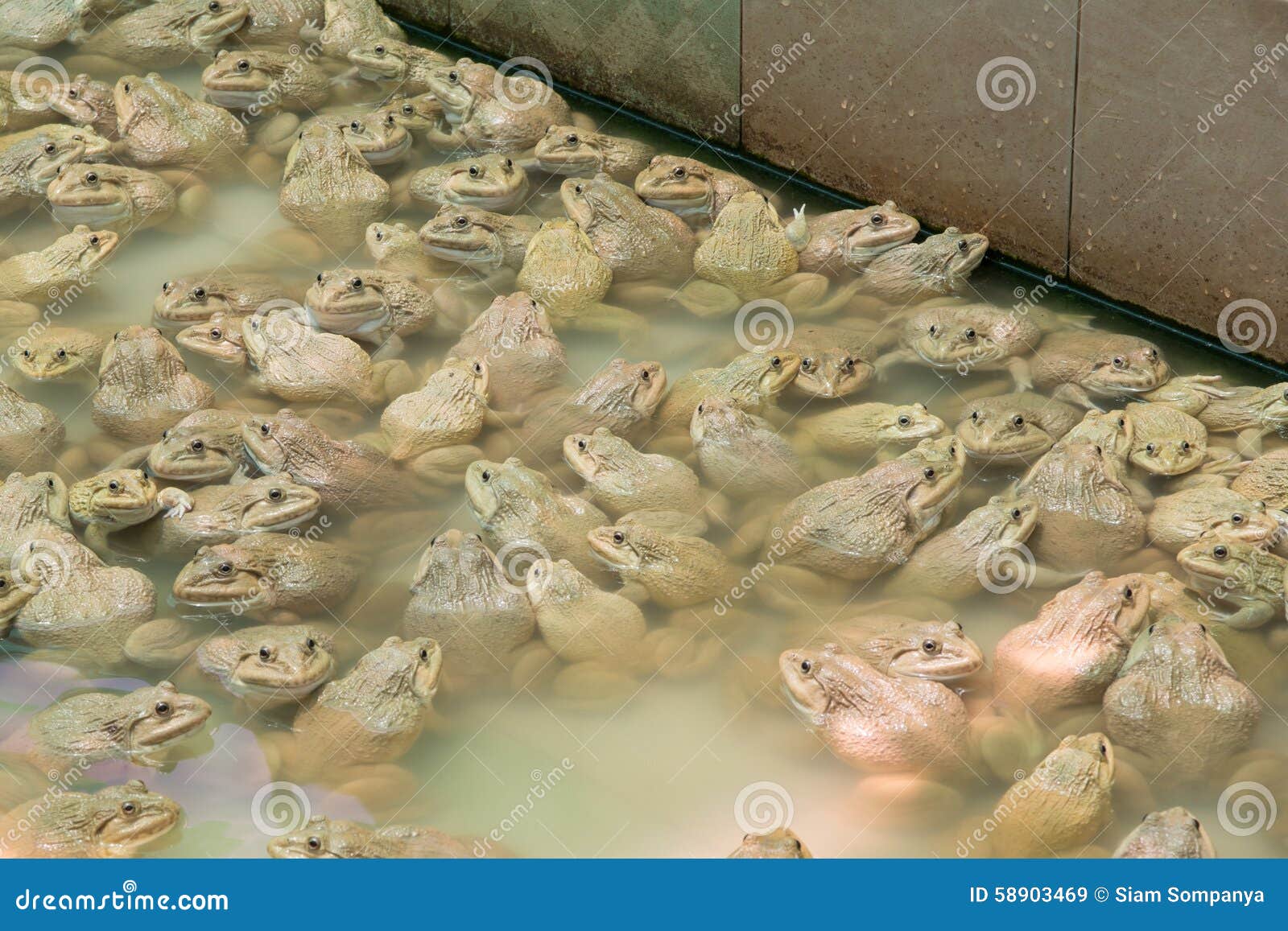 The raising frogs in pond stock image. Image of food 58903469