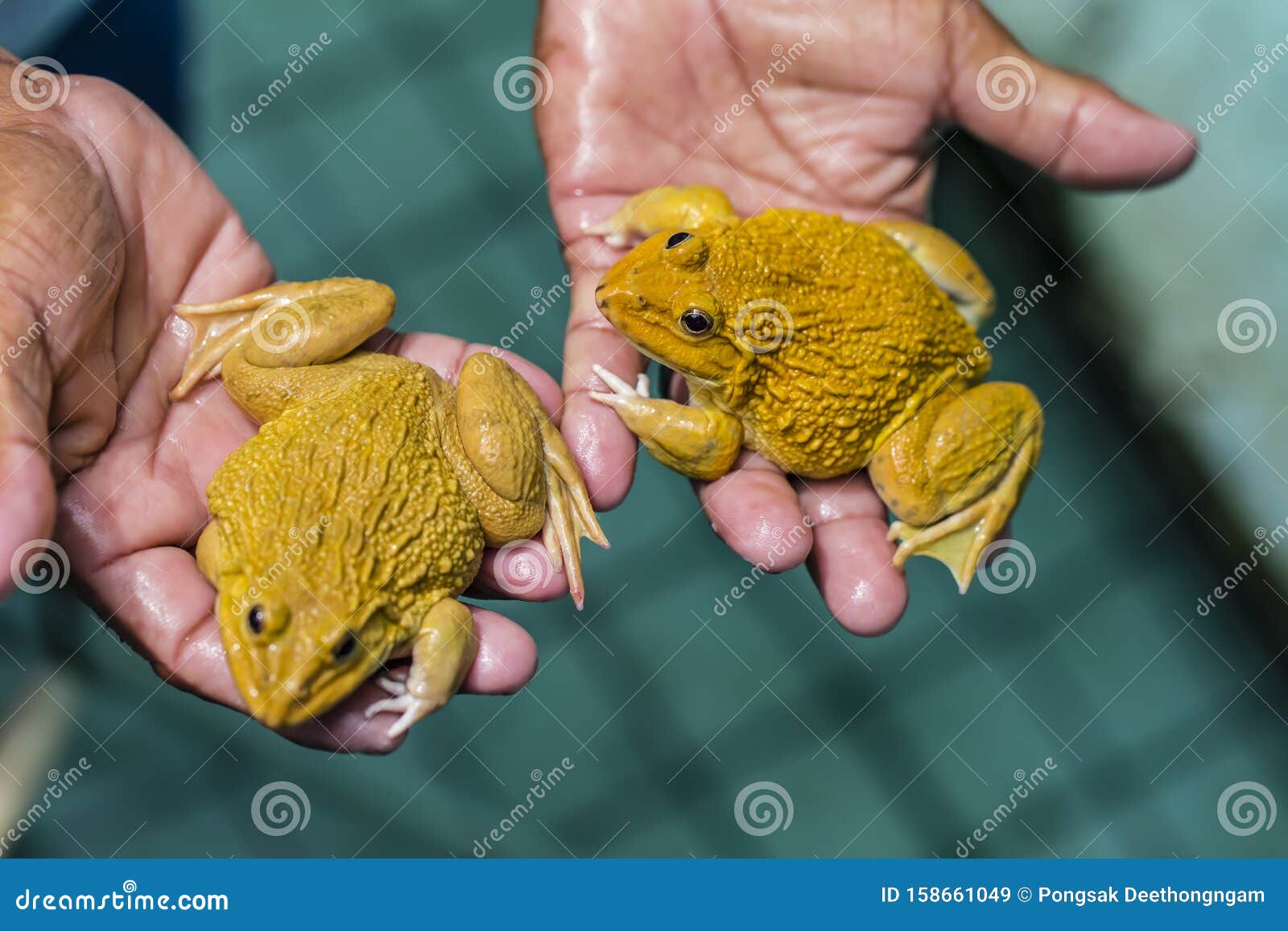 https://thumbs.dreamstime.com/z/raising-meat-frogs-food-one-popular-pets-cooking-its-soft-texture-delicious-flavor-158661049.jpg