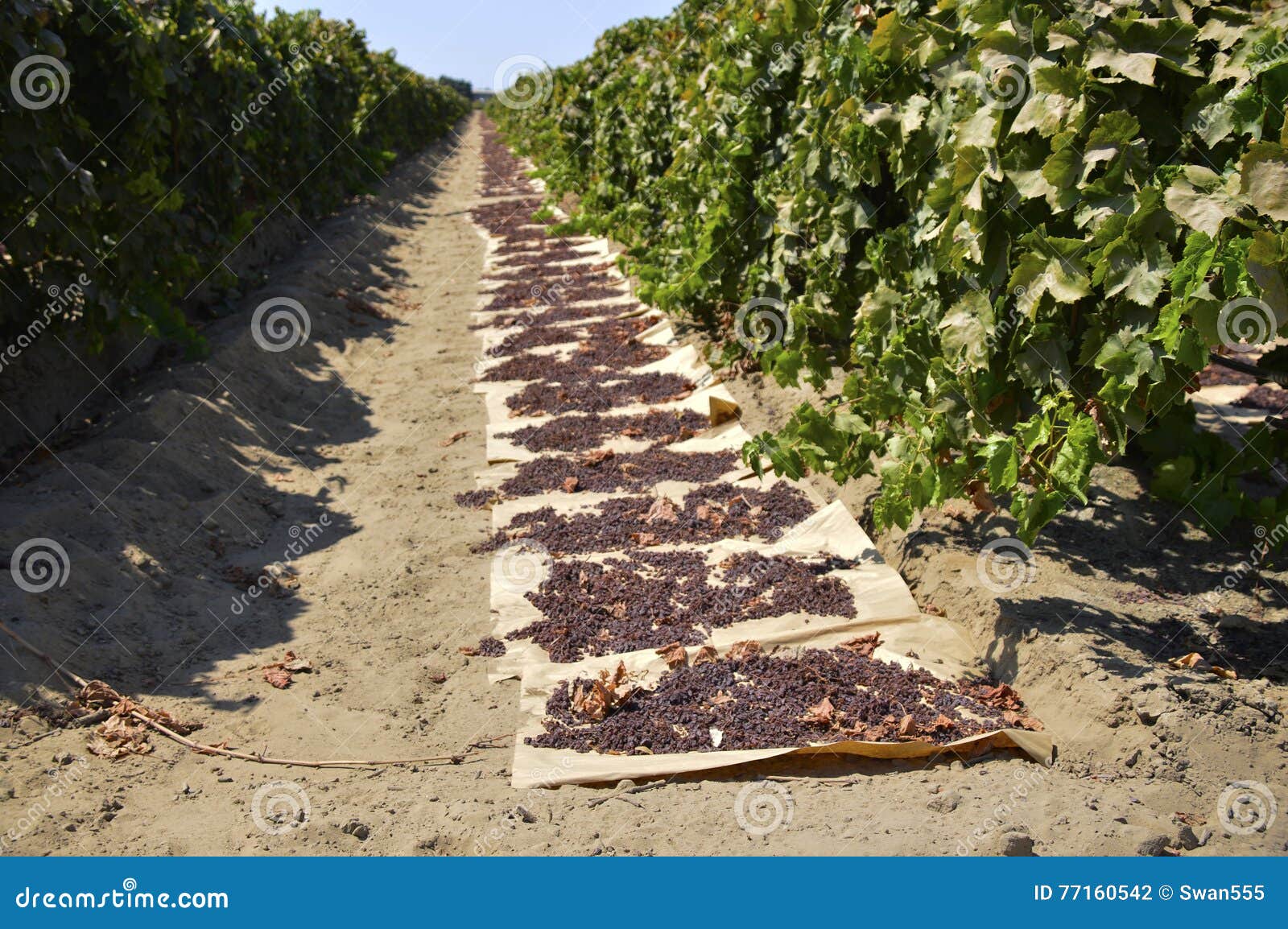 Raisins dried on the sun stock photo. Image of vegetarian 77160542