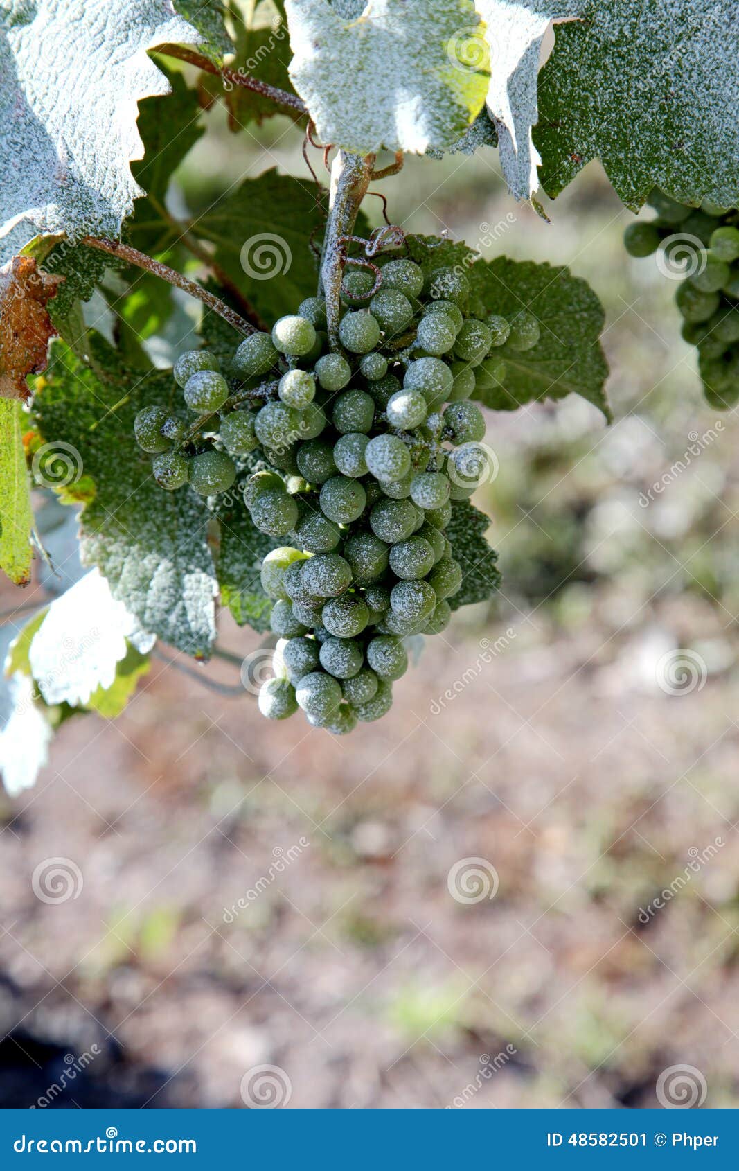 Raisins en cour de vin. Raisins verts dans la cour de vin, Hunter Valley, Australie