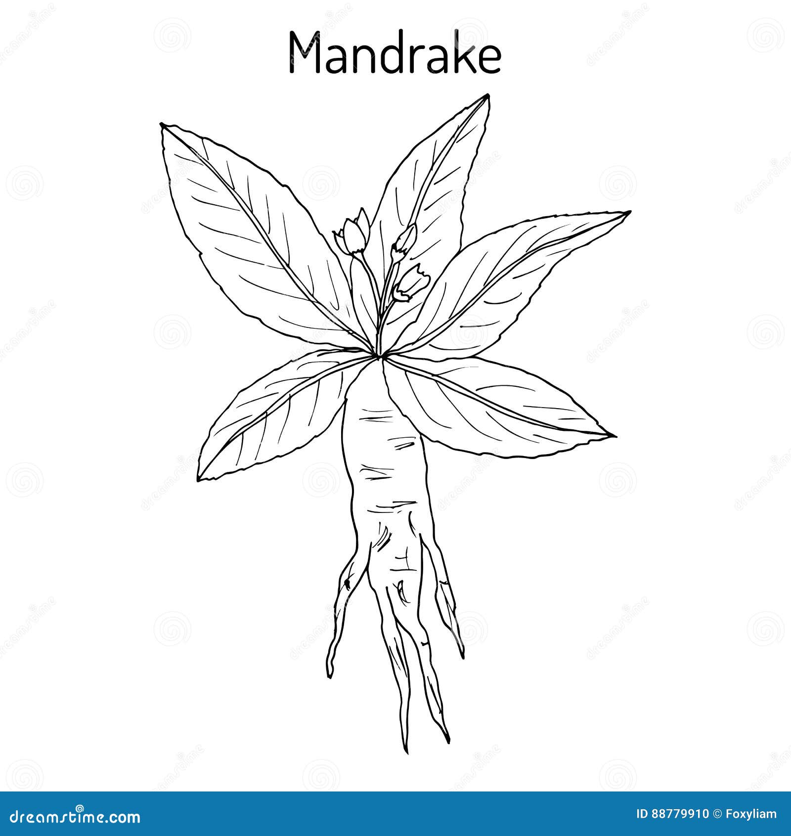 Desenho Manual De Mandrake. Ilustração Stock - Ilustração de wicca