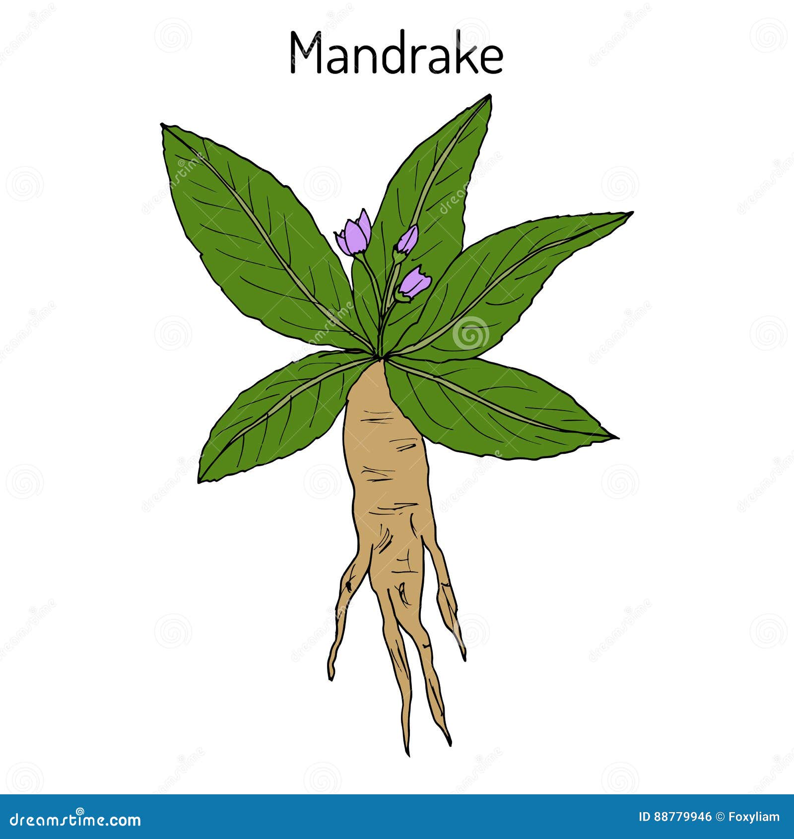 Vintage Mandrake Raiz Sem Costura Padrão Com Mãos Bruxa Witchcraft