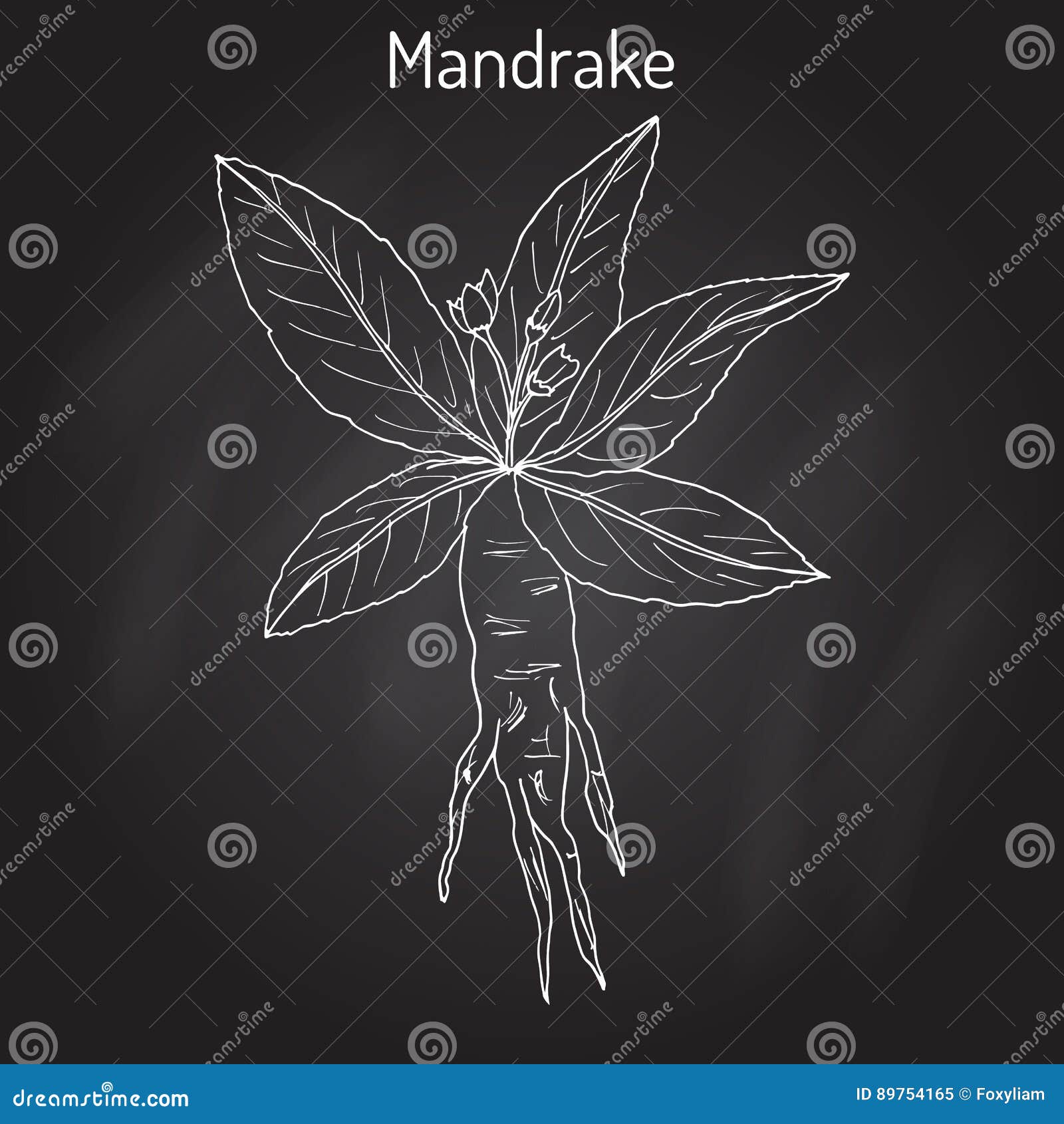 Vintage Mandrake Raiz Sem Costura Padrão Com Mãos Bruxa Witchcraft