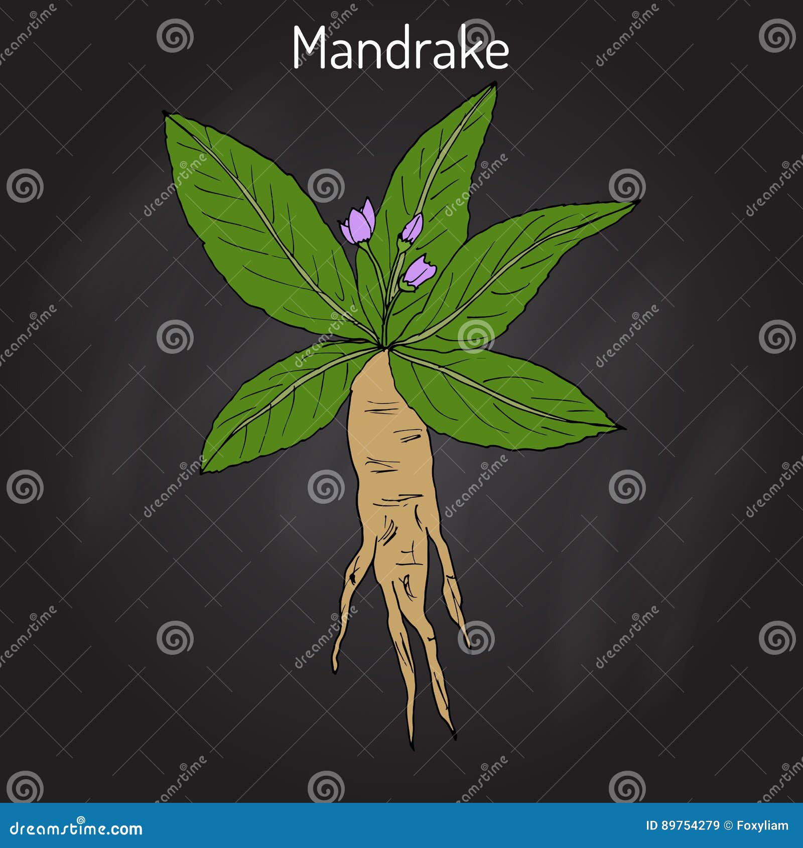 Vetores e ilustrações de Mandrake para download gratuito