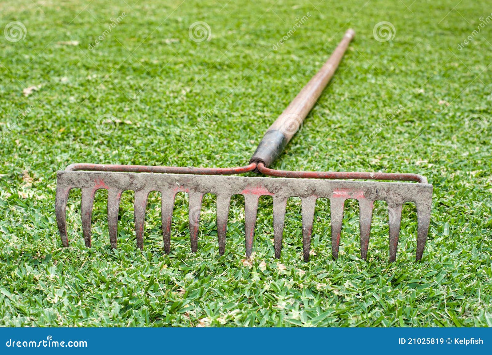 Rake in grass stock image. Image of lying, daytime, gardening - 21025819