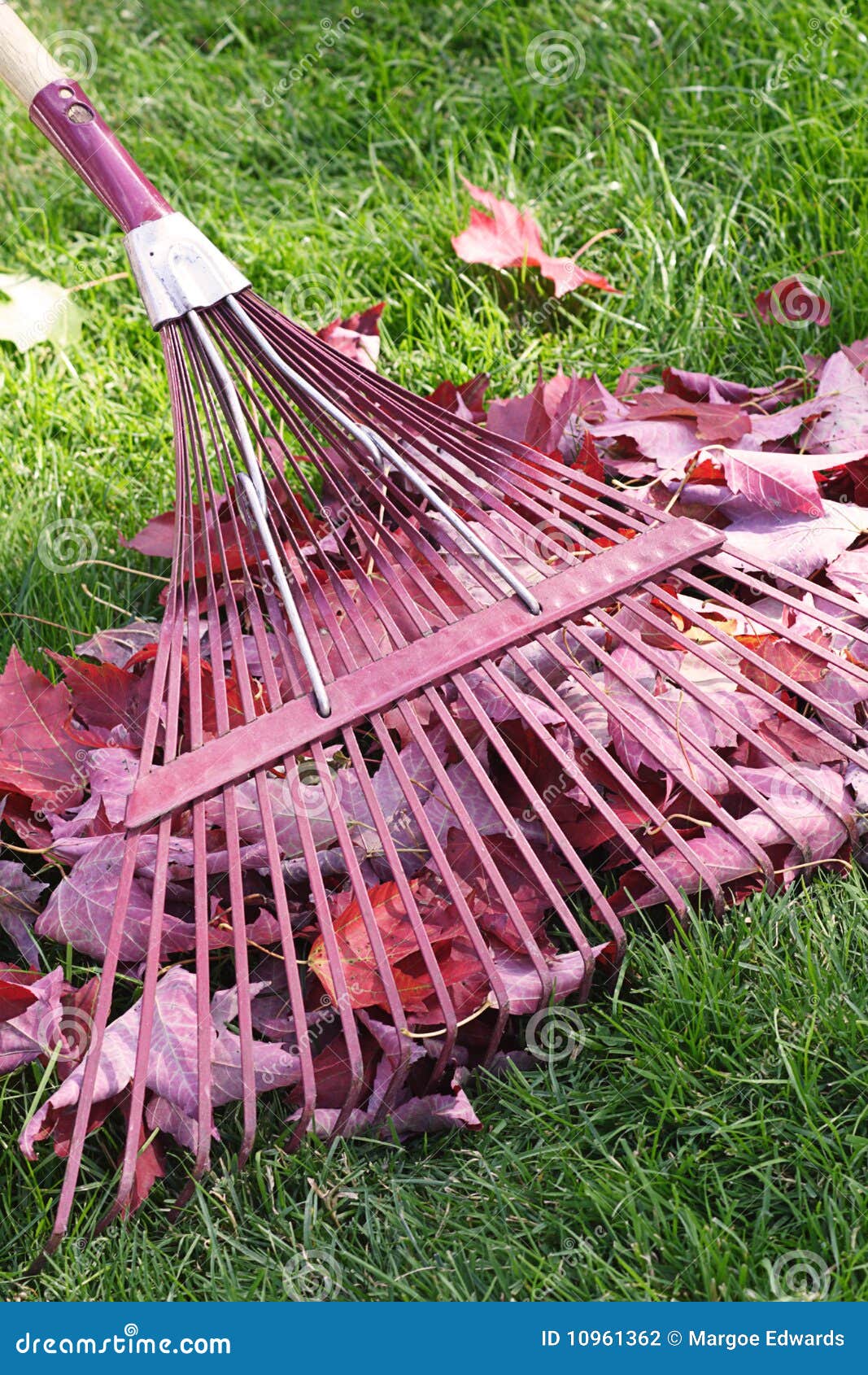 Rake and leaves stock photo. Image of rake, season, outdoors 10961362
