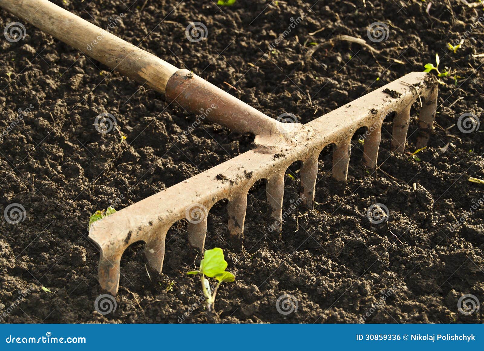 Rake. stock photo. Image of teeth, processing, stalk - 30859336