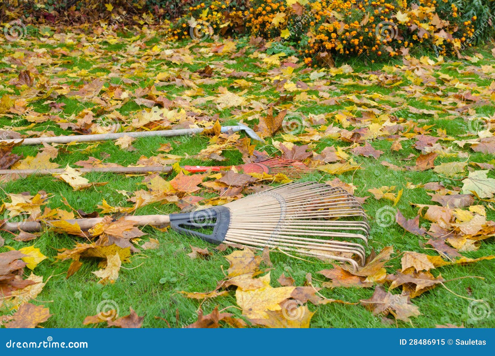 Rake Tools Lie Autumn Meadow Ground Color Leaves Stock Image - Image of ...