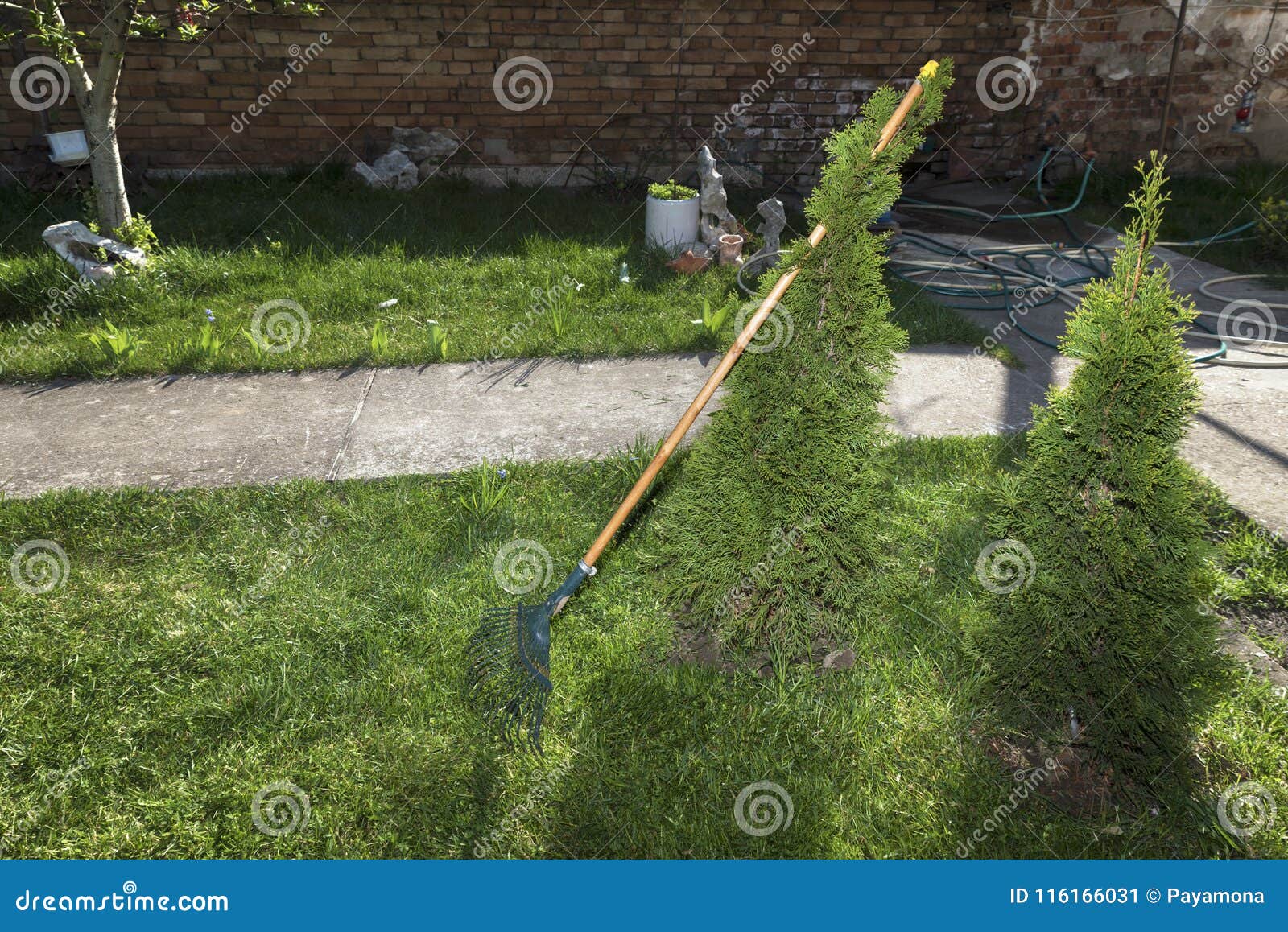 Rake and Two Thujas in a Yard Stock Image Image of cutter, cultivate